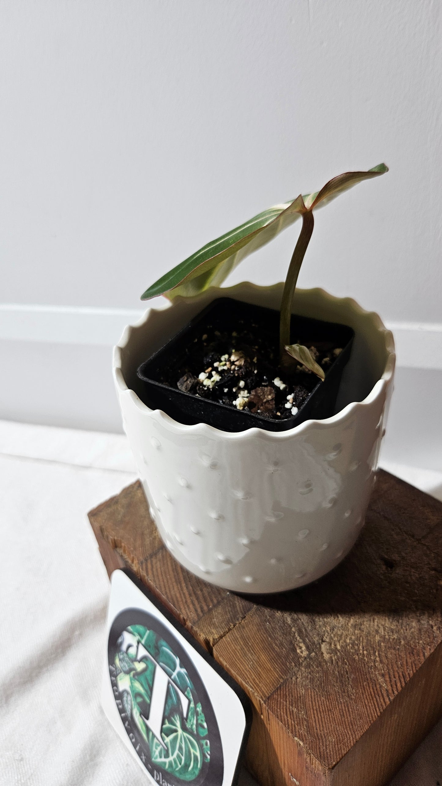 Philodendron Gloriosum Radiante (PHI-814)