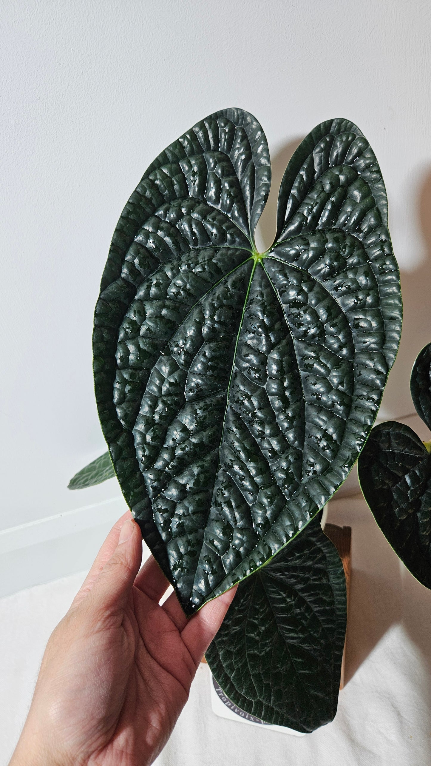 Anthurium Luxurians Dark "format XLARGE" (ANT-419)