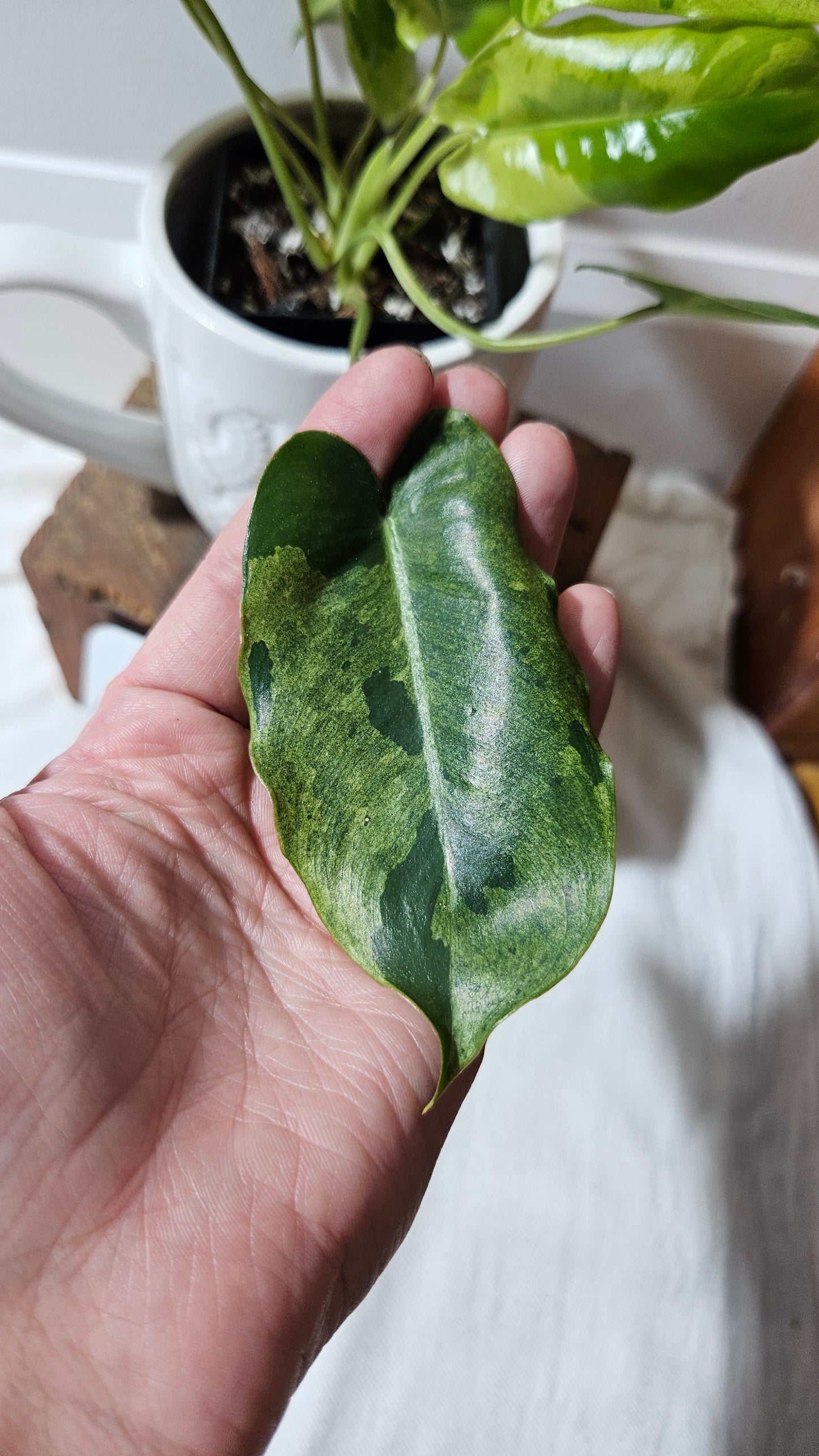 Philodendron BurleMarx Variegata X Paraiso Verde (PHI-913)