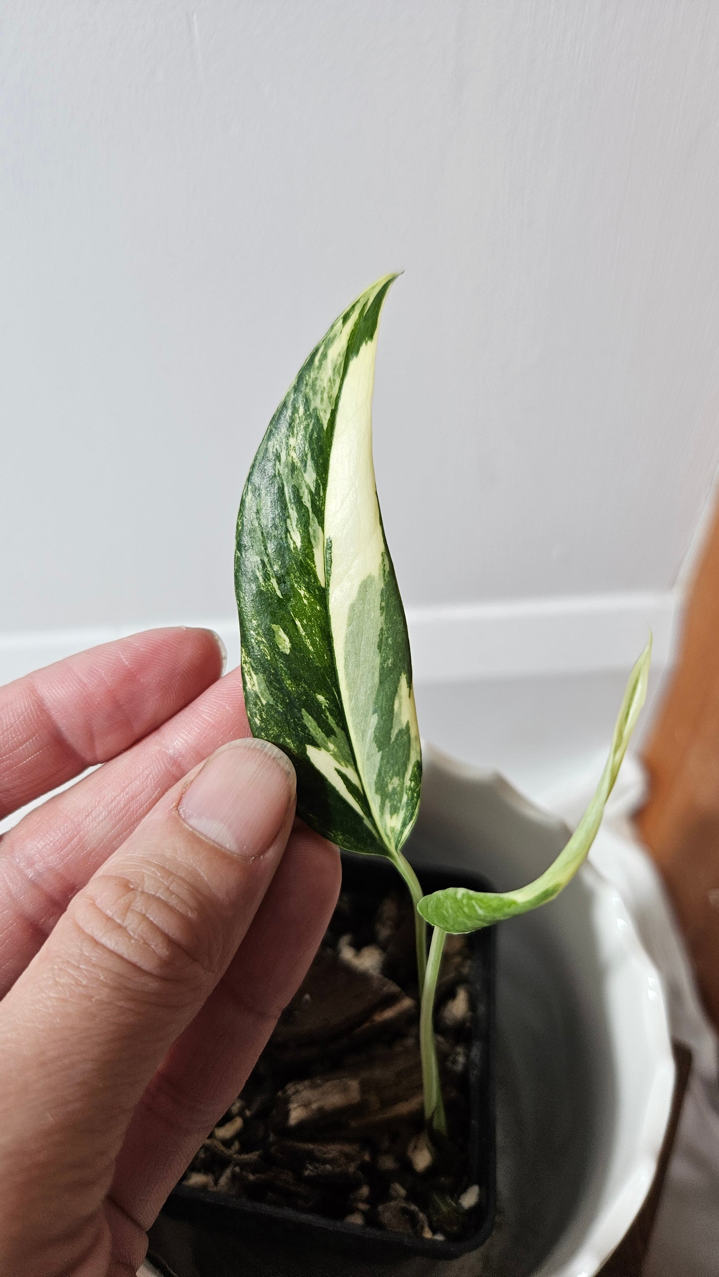 Epipremnum pinnatum Albo (EPI-212)