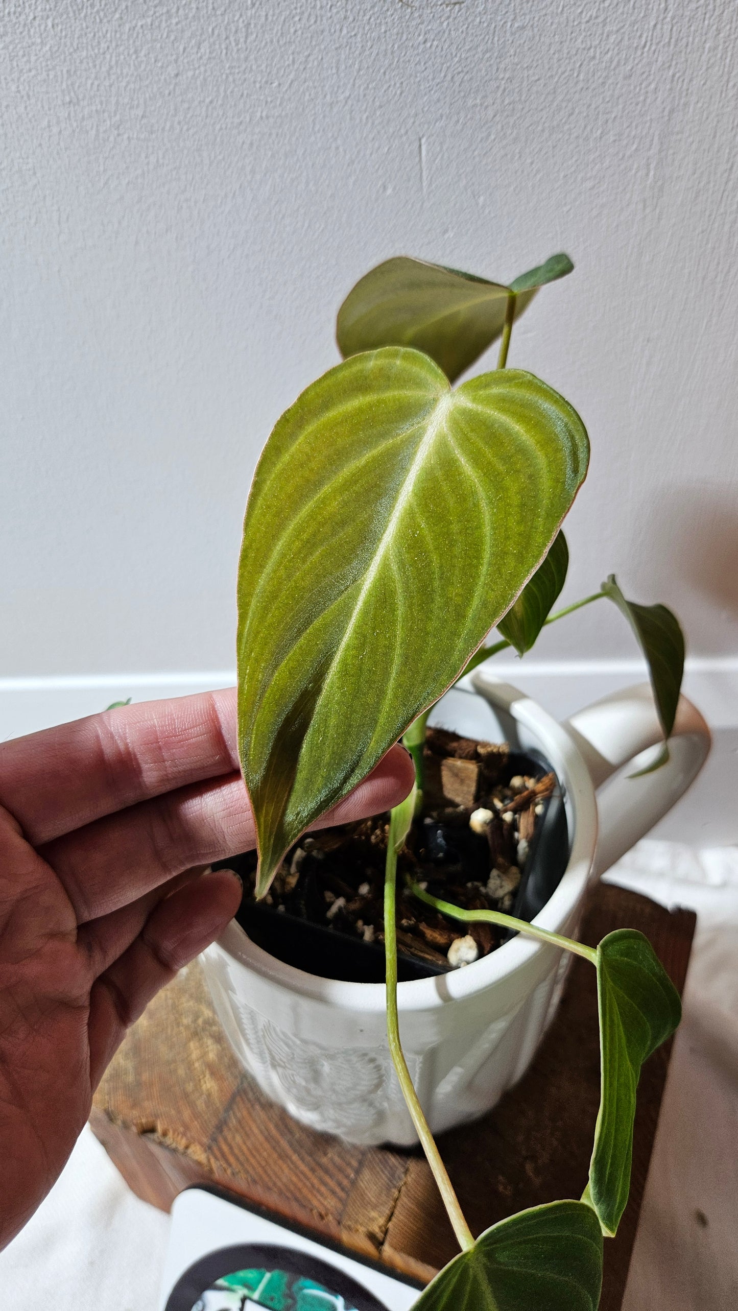 Philodendron Glorious (PHI-636)