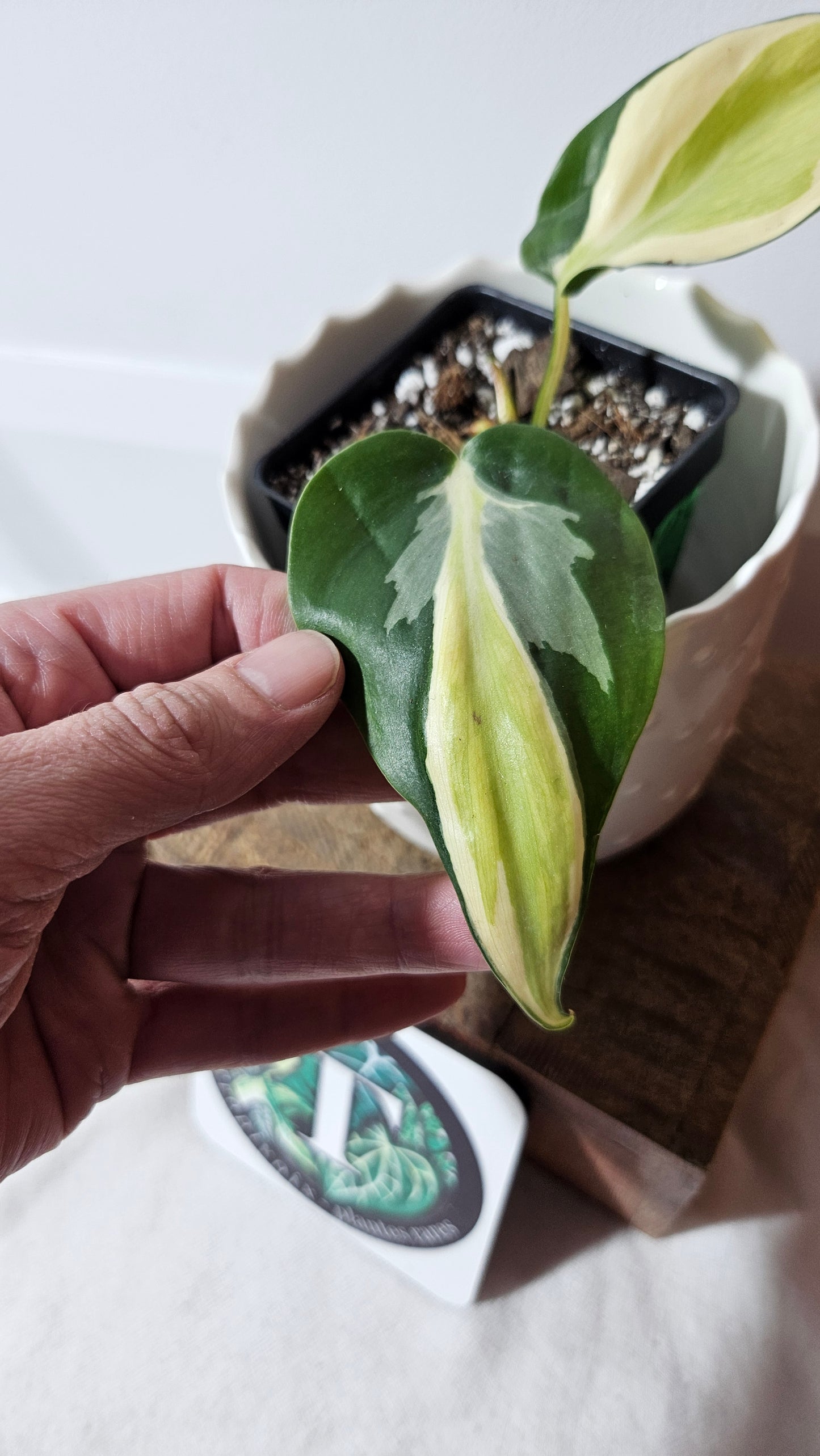 Philodendron Hederaceum Silver Stripe (PHI-736)