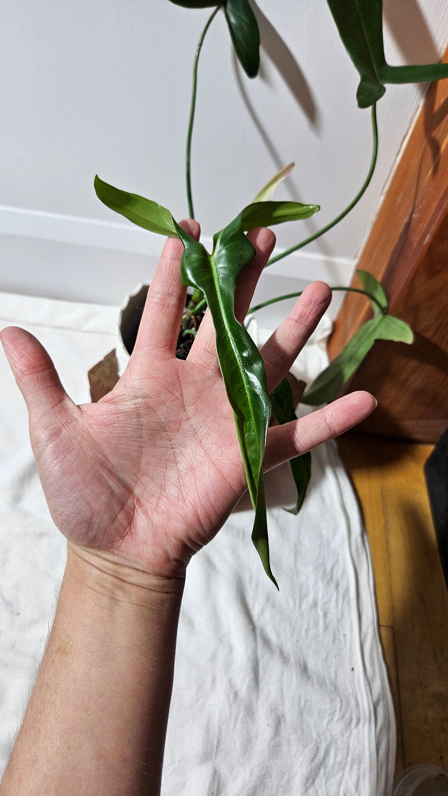 Philodendron Longilobatum (PHI-401)