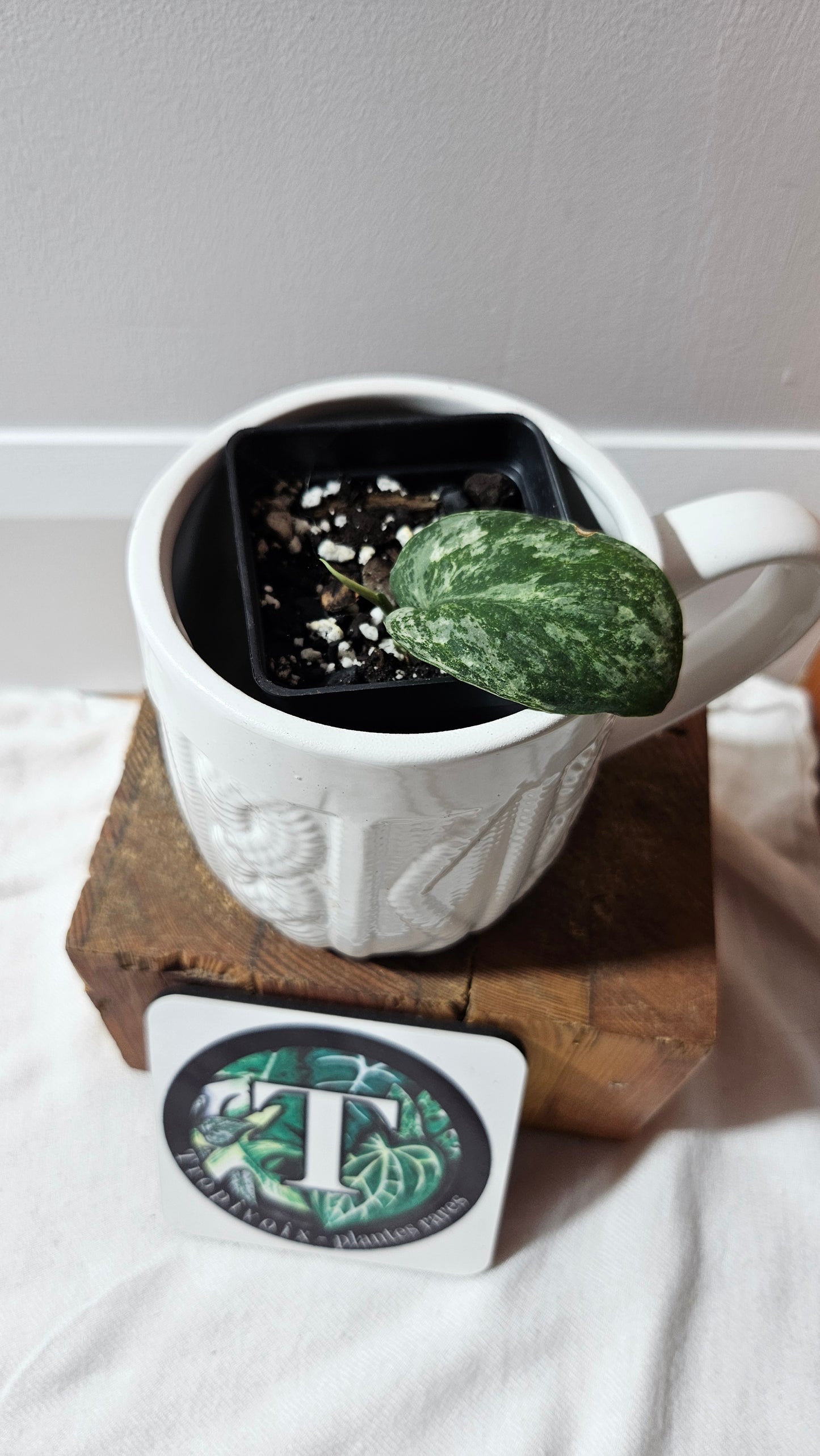 Scindapsus Silver Splash Tricolore (SCI-1230)