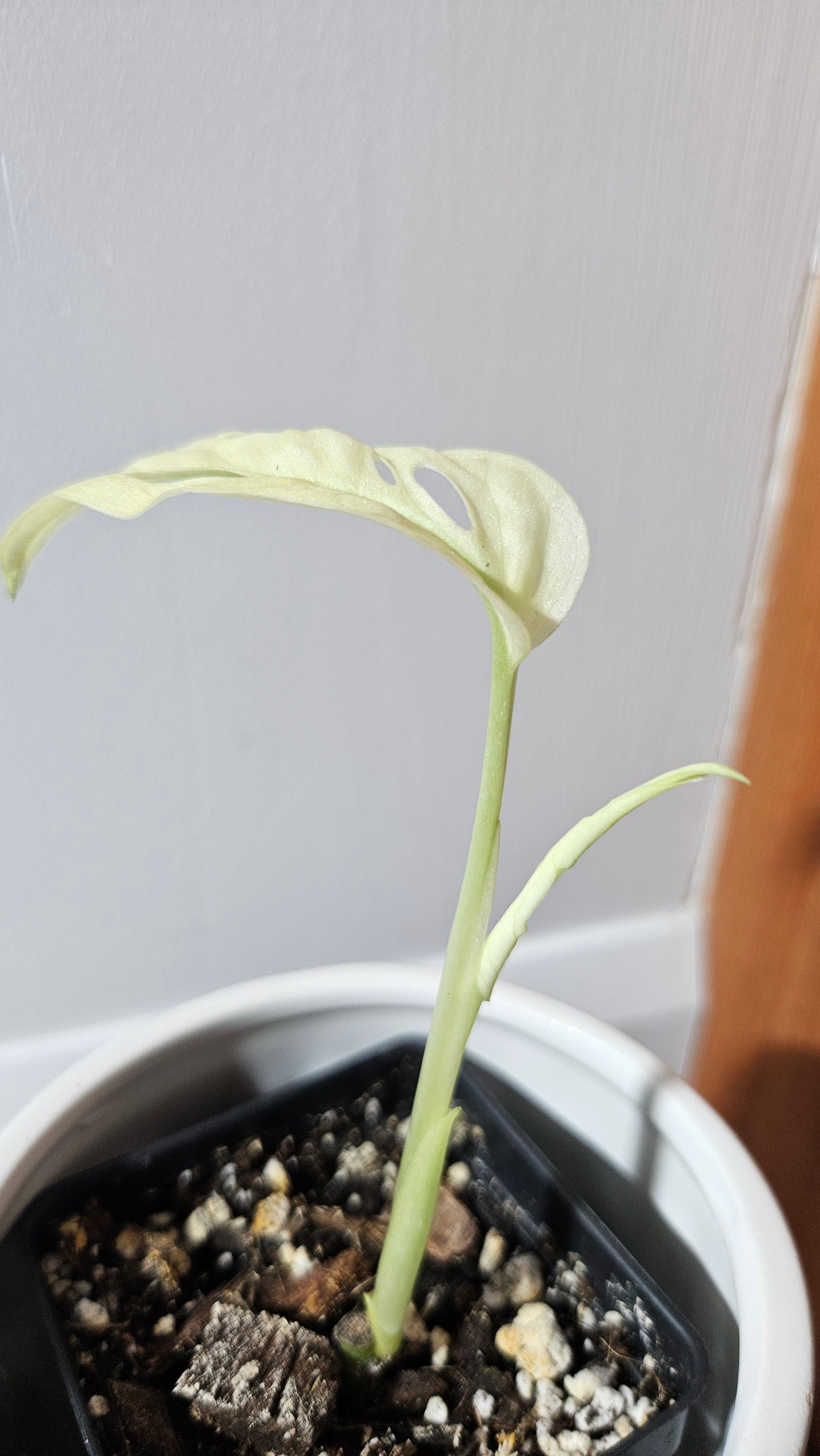 Monstera Andasonii Archipelago Ghost (MON-469)