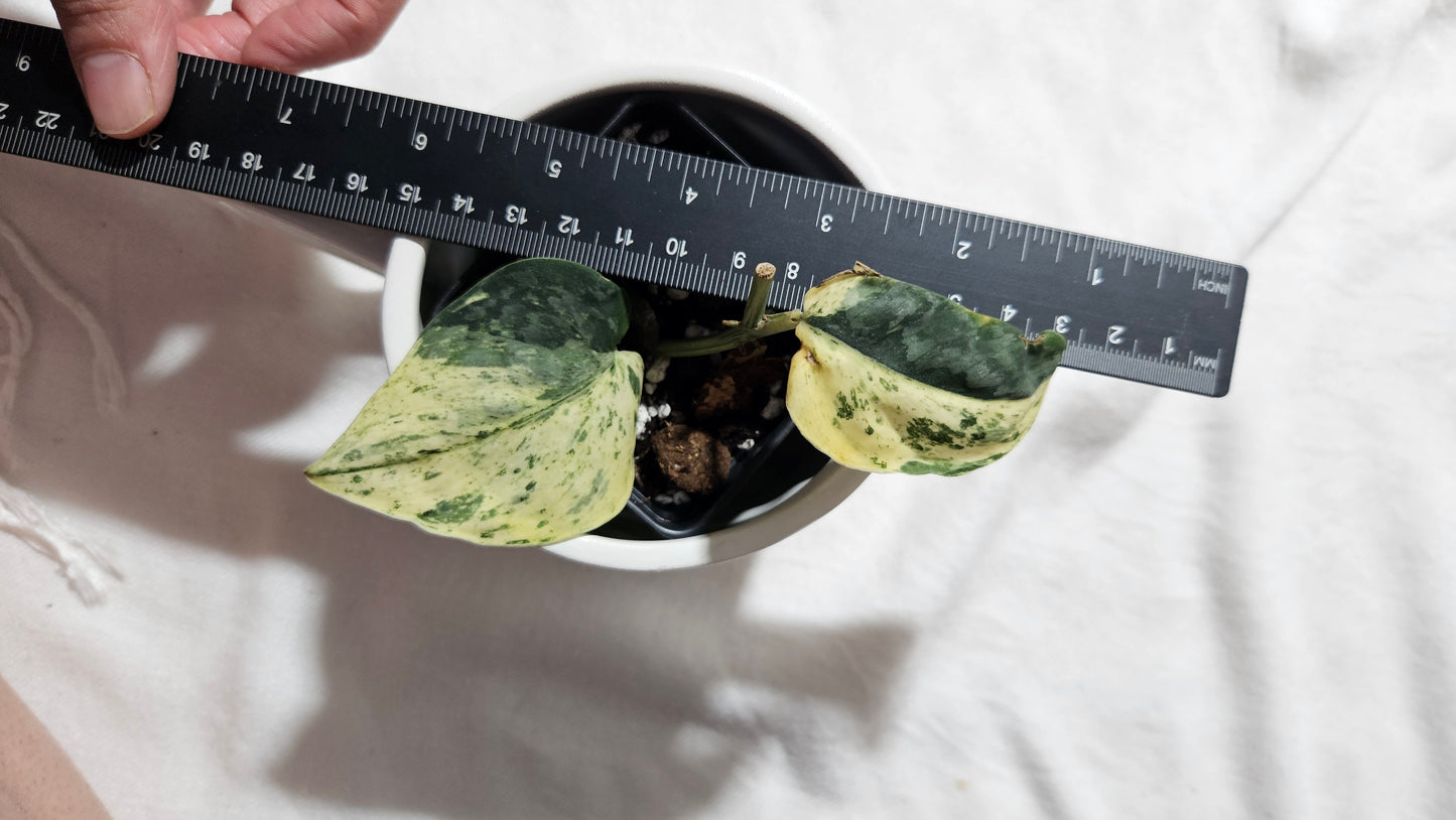Scindapsus Silver Cloud mutation (SCI-1088)