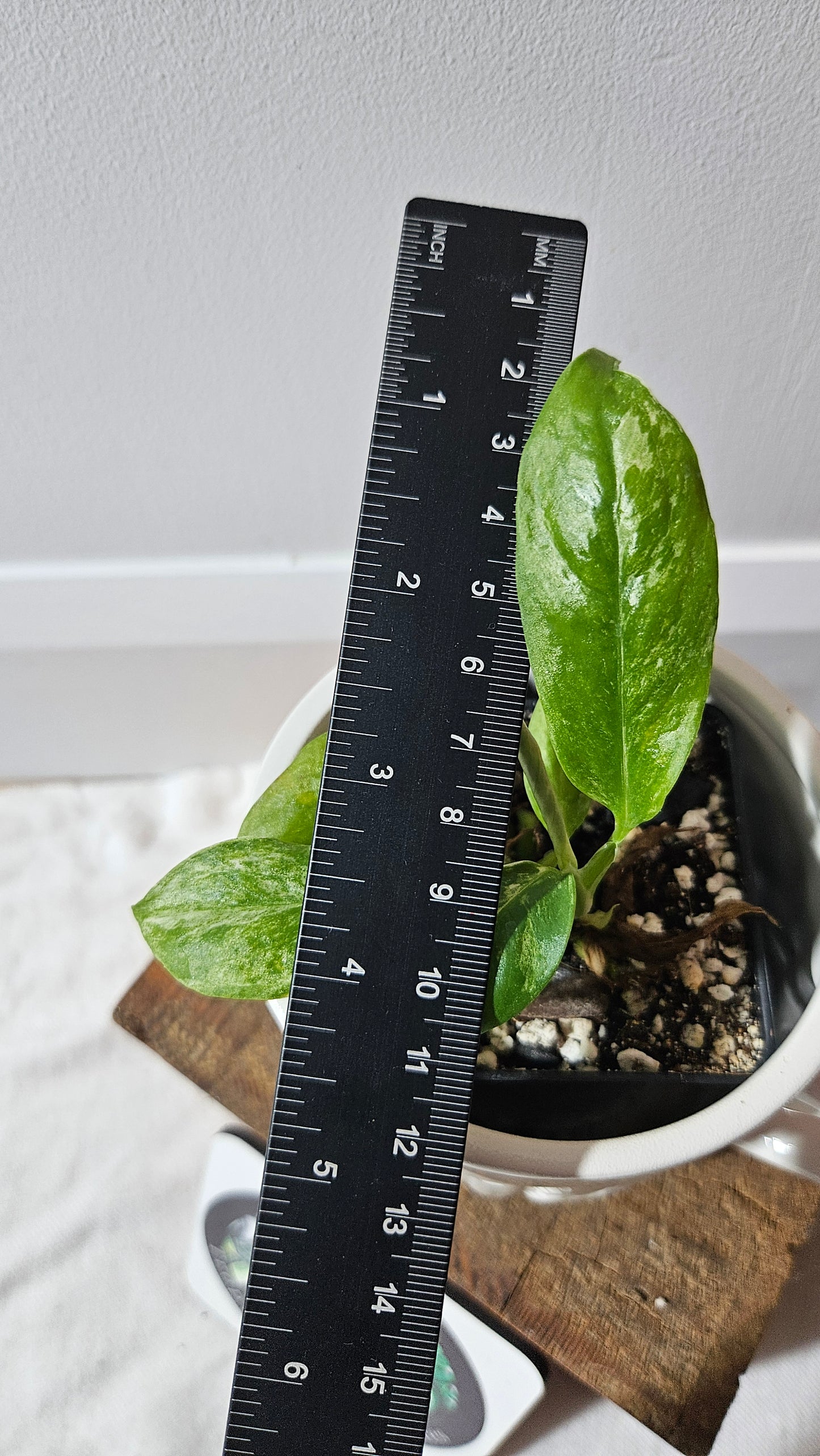 Rhaphidophora Puberula Variegata (AUT-082)