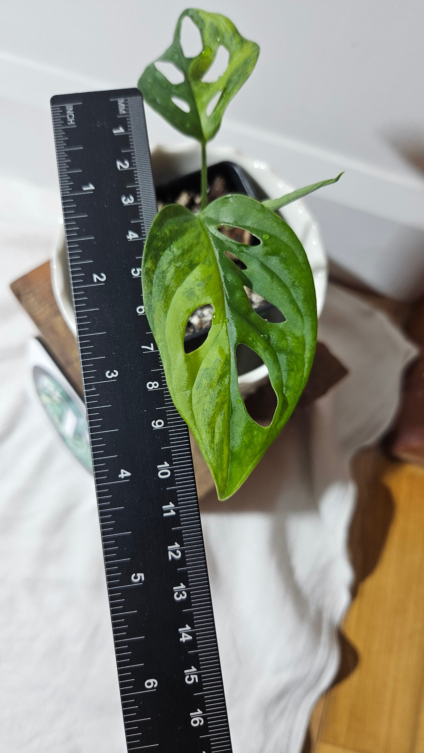 Monstera Andasonii Aurea (MON-363)