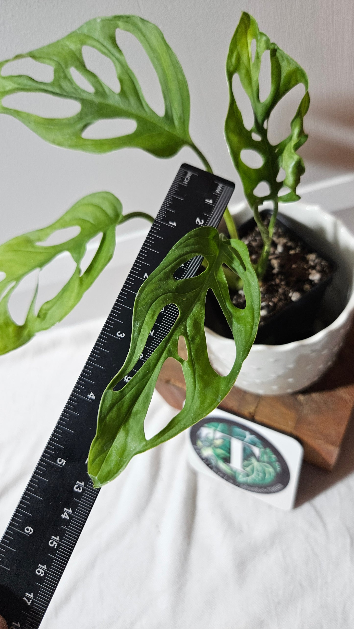 Monstera Obliqua Aff Tena (MON-065)