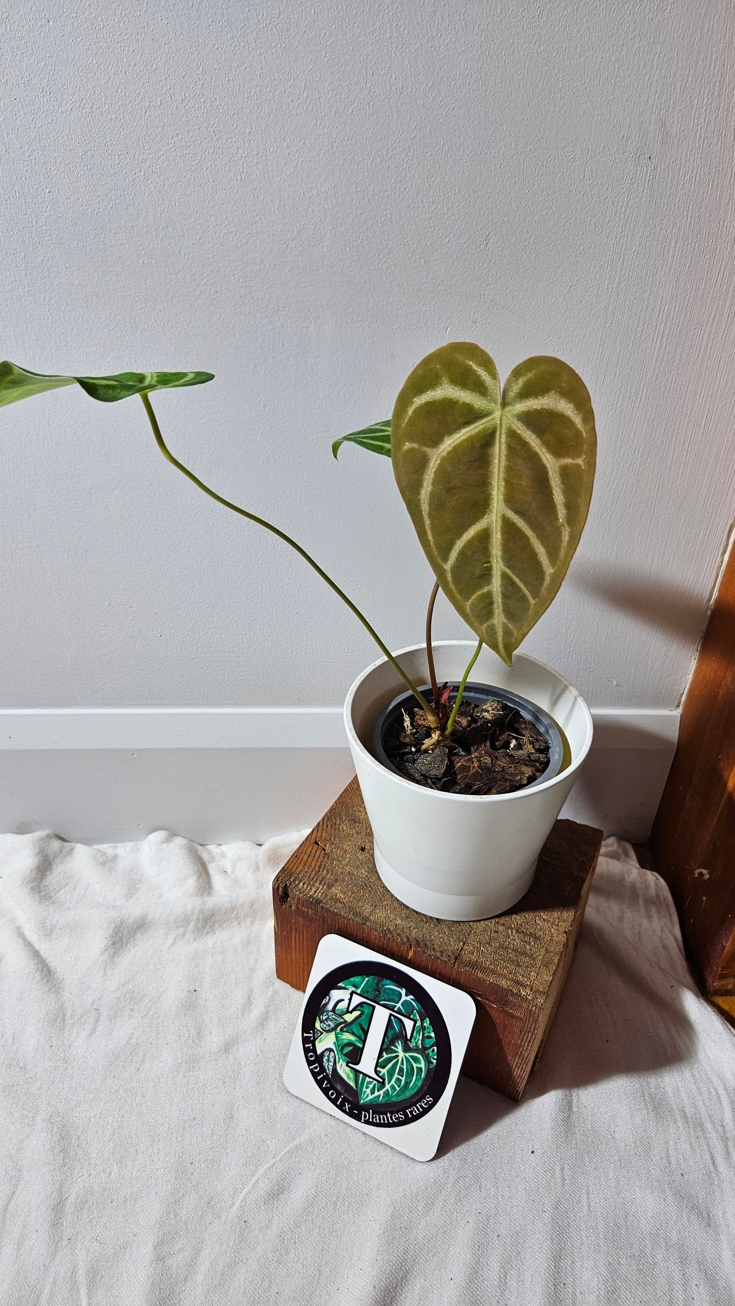 Anthurium Magnificum (équateur) "format MOYEN"(ANT-530)