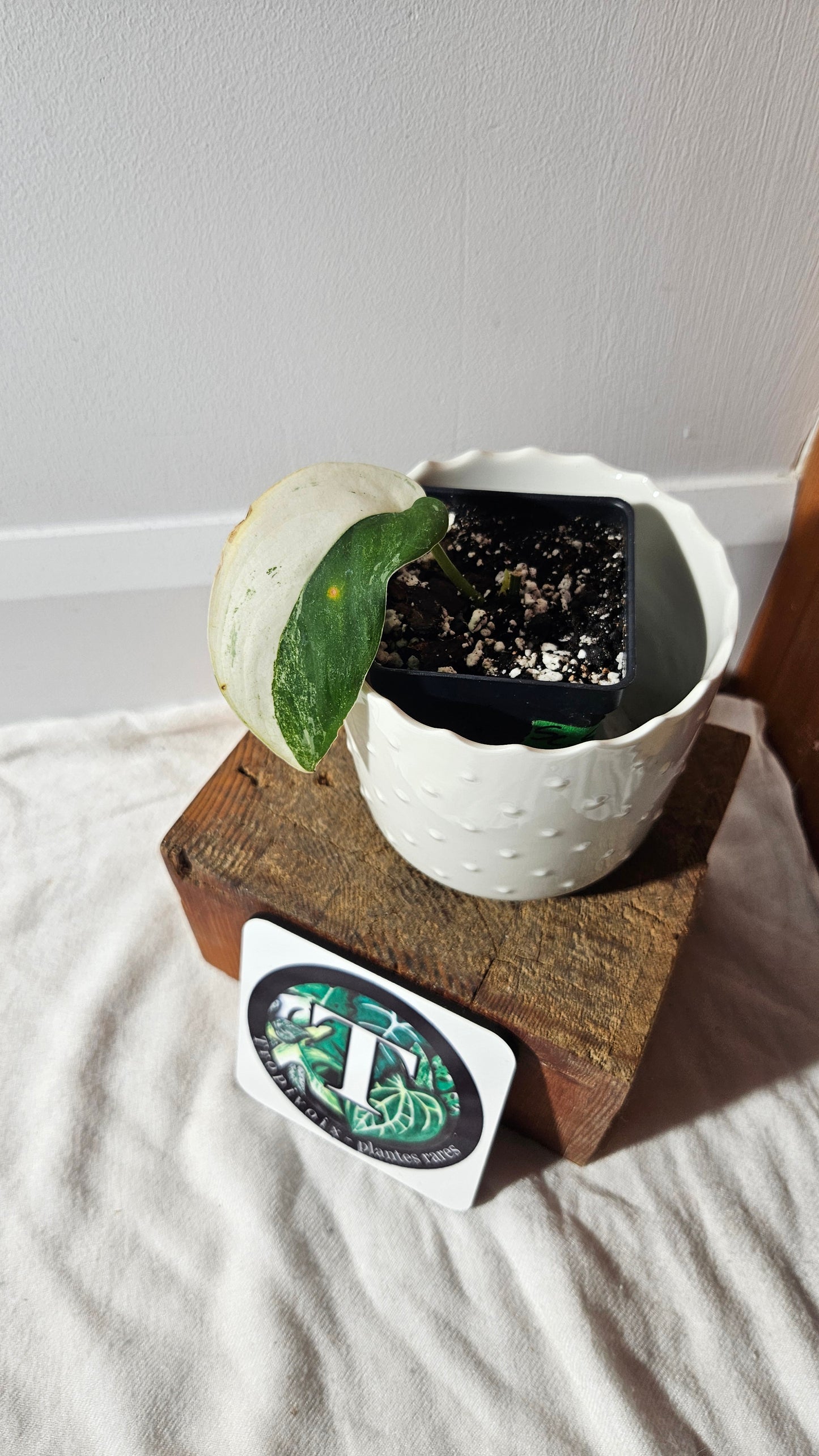 Scindapsus Silver Splash Halfmoon Variegata (SCI-913)