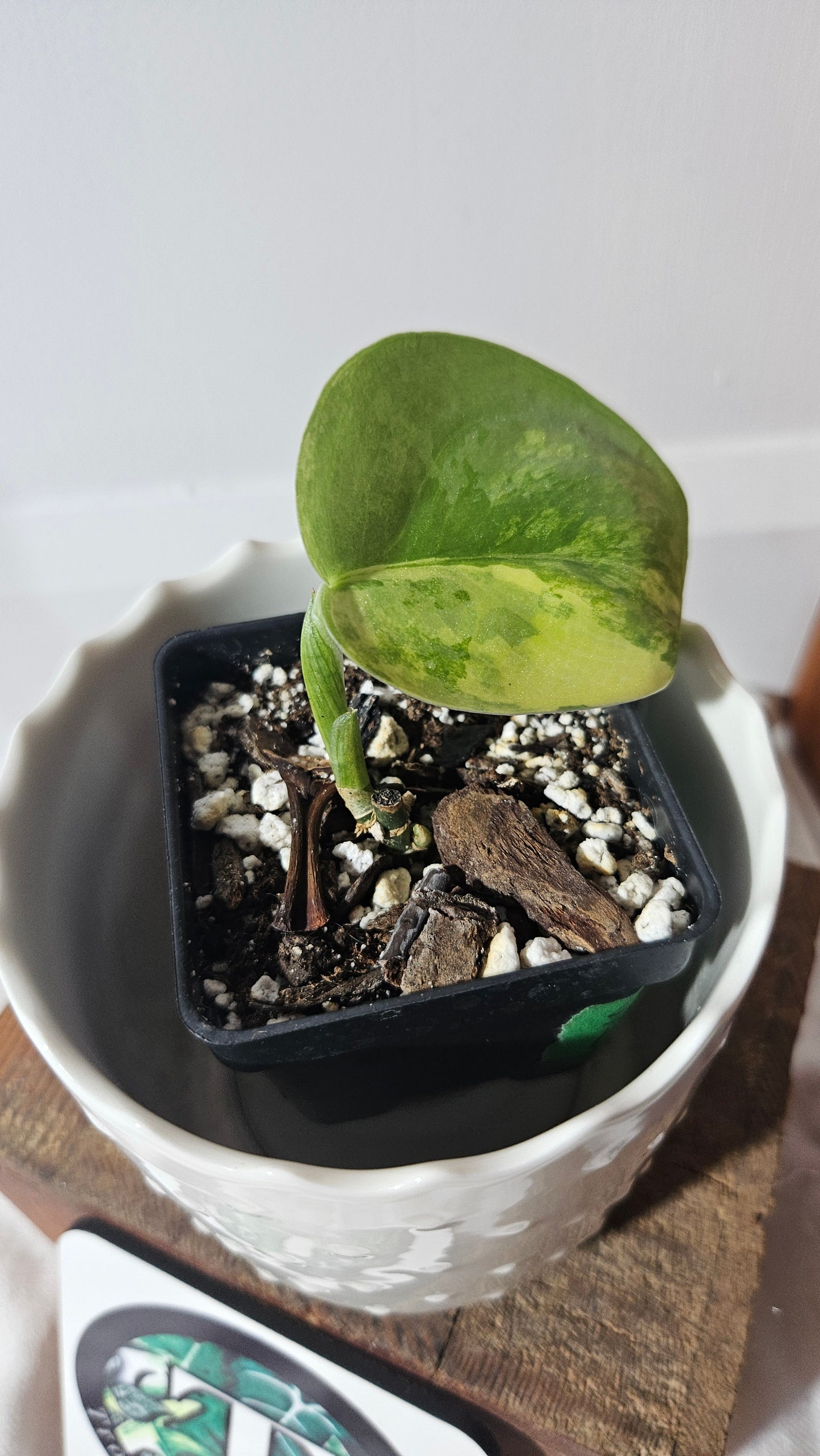 Scindapsus Swarnabhumi (SCI-964)