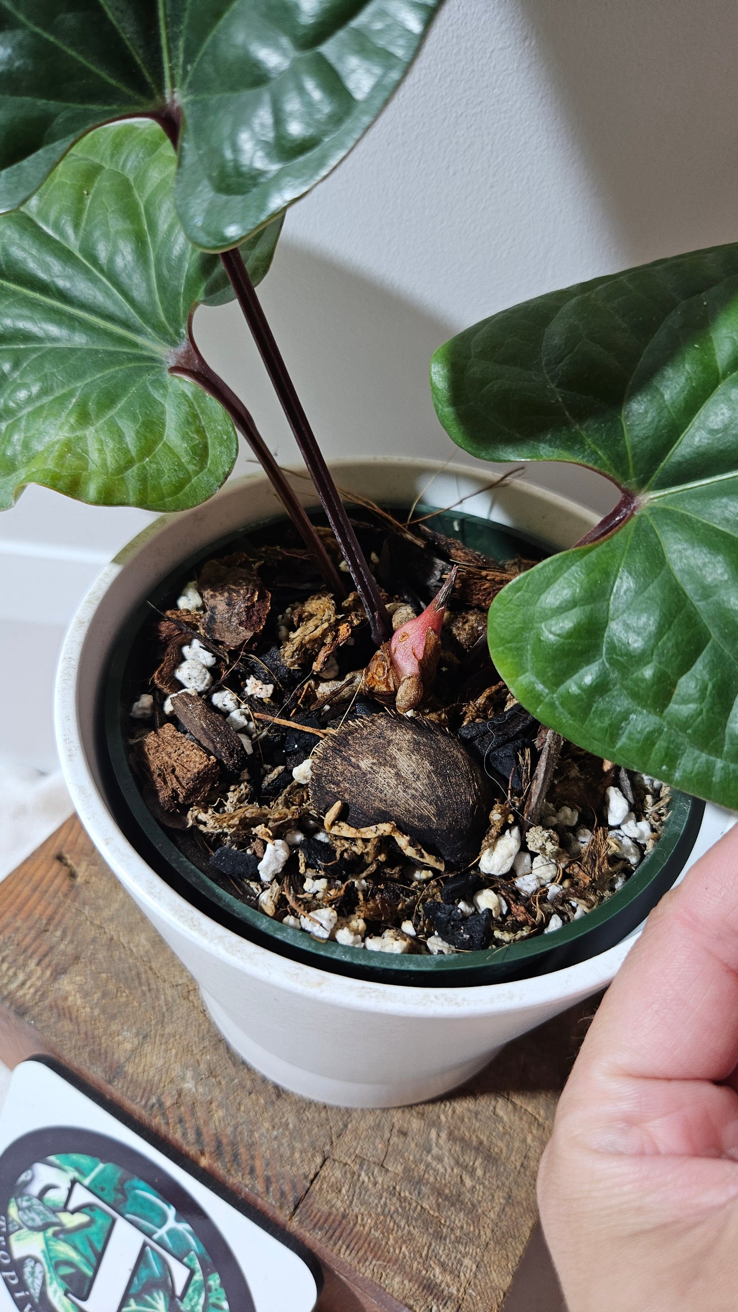 Anthurium Radican "format LARGE" (ANT-497)
