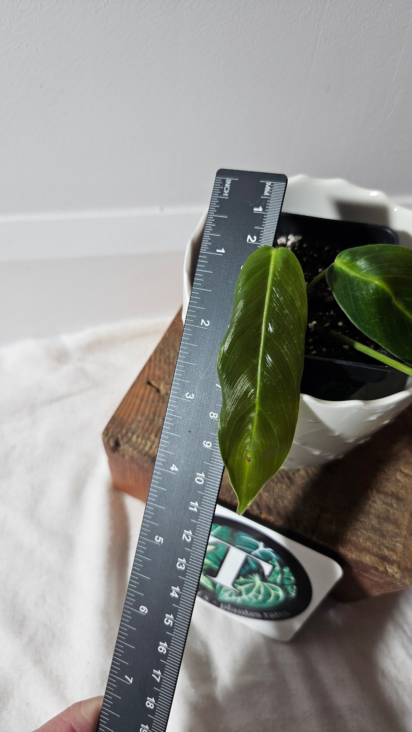 Philodendron Patriciae Black (PHI-763)