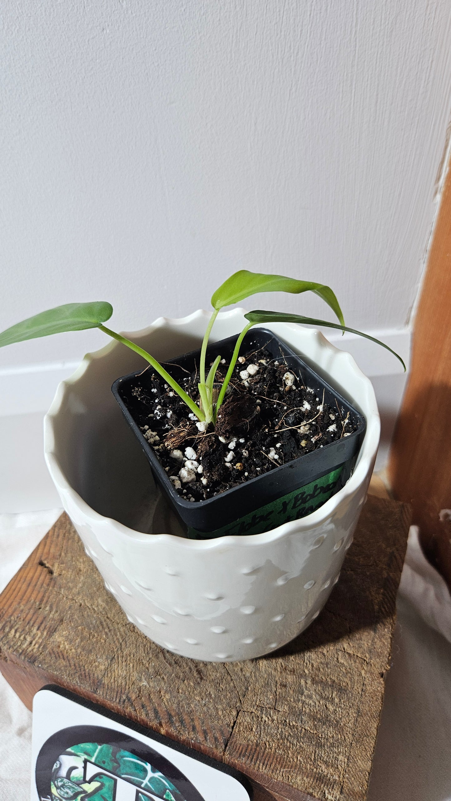 Philodendron Florida Beauty X Bob Cee REVERT(PHI-927)