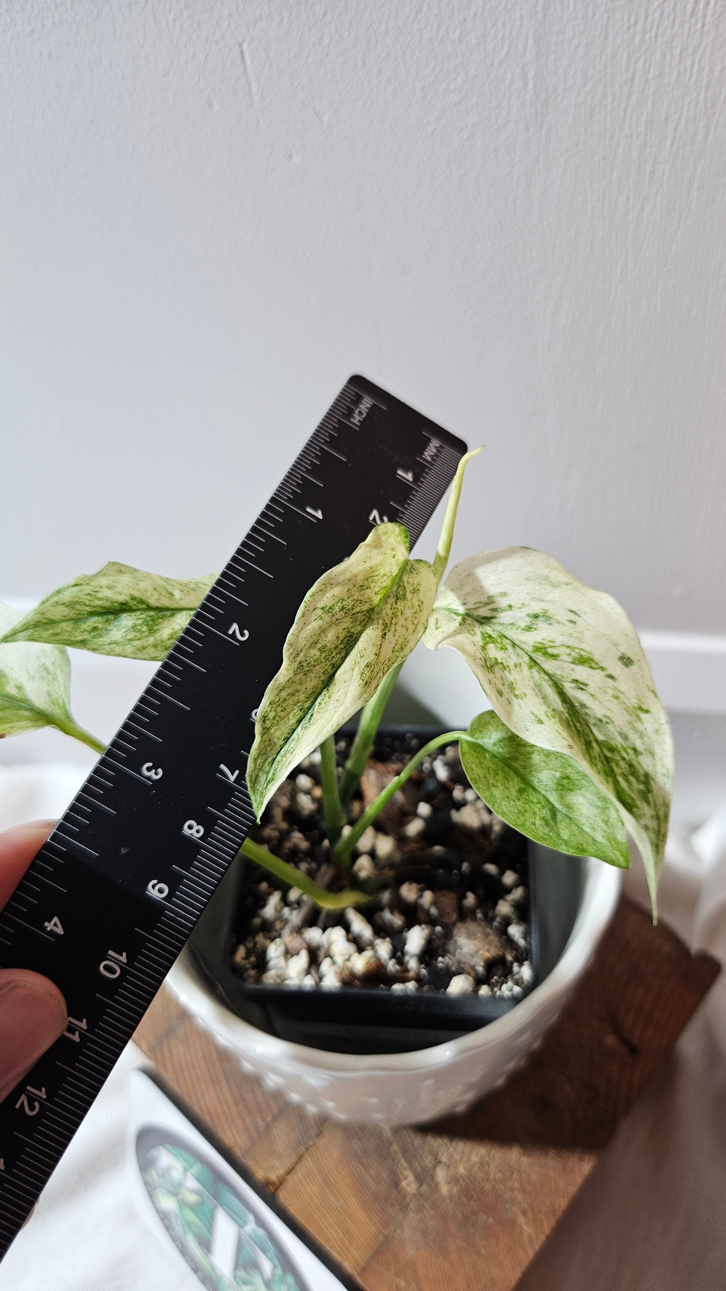 Monstera Laniata Mint (MON-341)