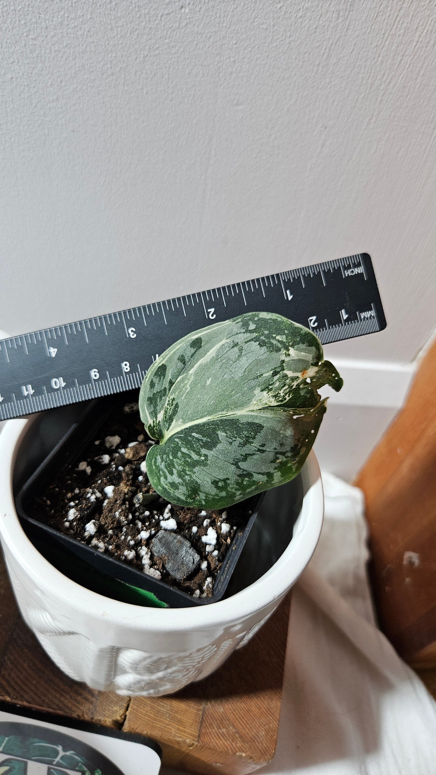 Scindapsus Exotica Salaka Variegata (SCI-1249)
