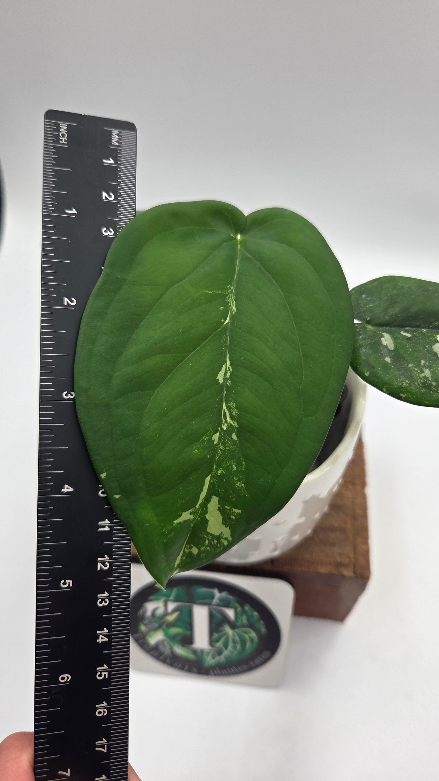 Syngonium Chiapense Albo (SYN-466)