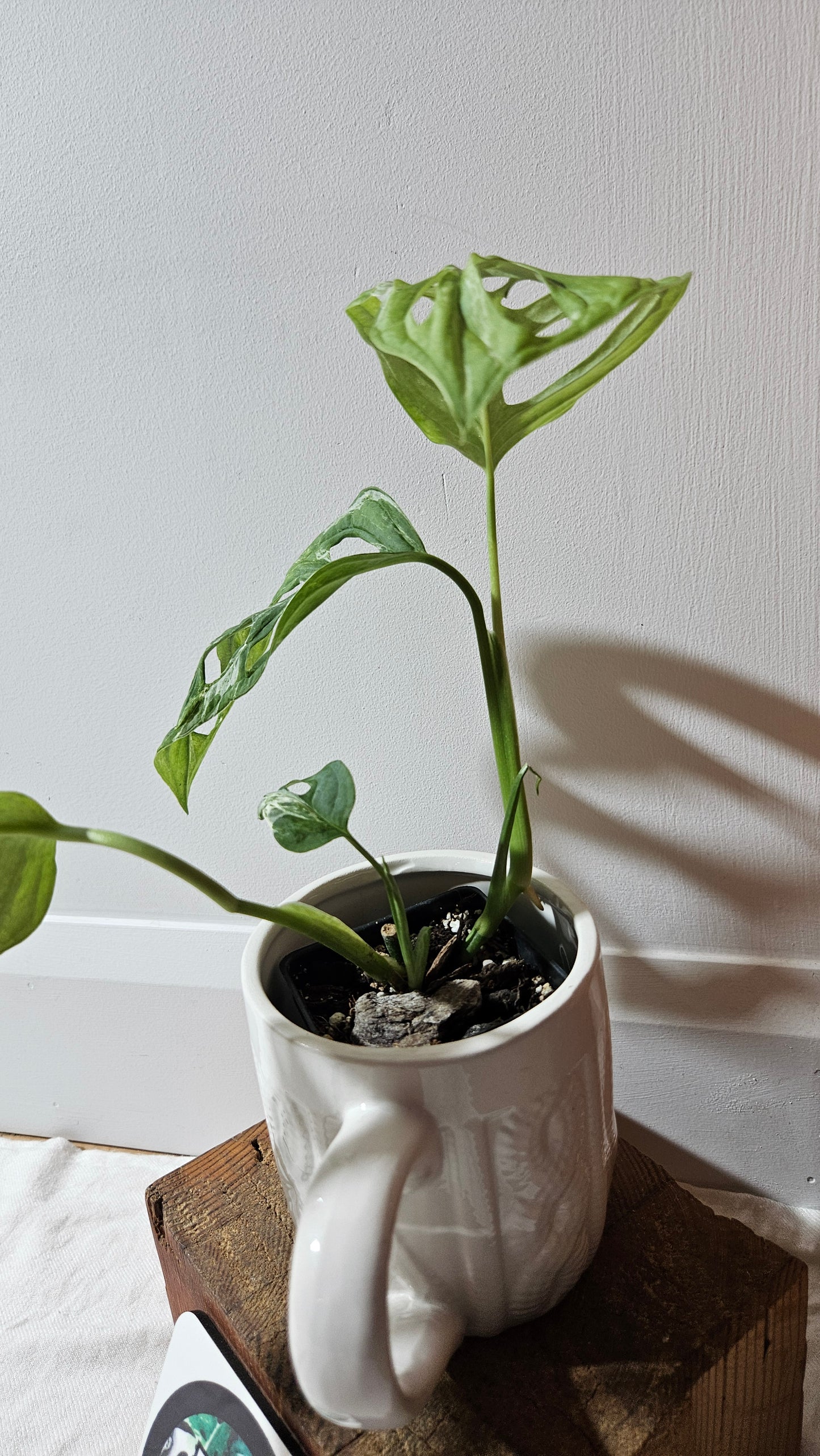 Monstera Andasonii Mint/Indo (MON-476)