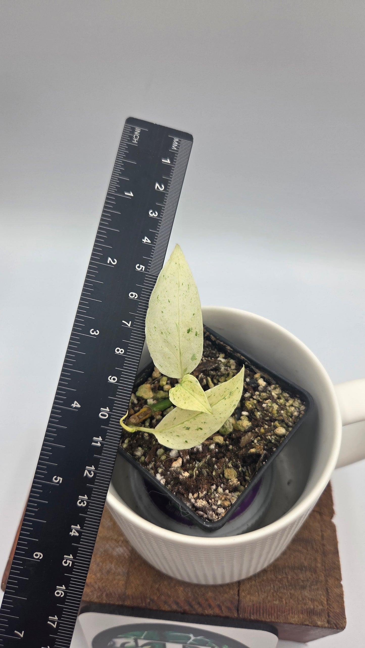 Monstera Laniata Mint (MON-339)