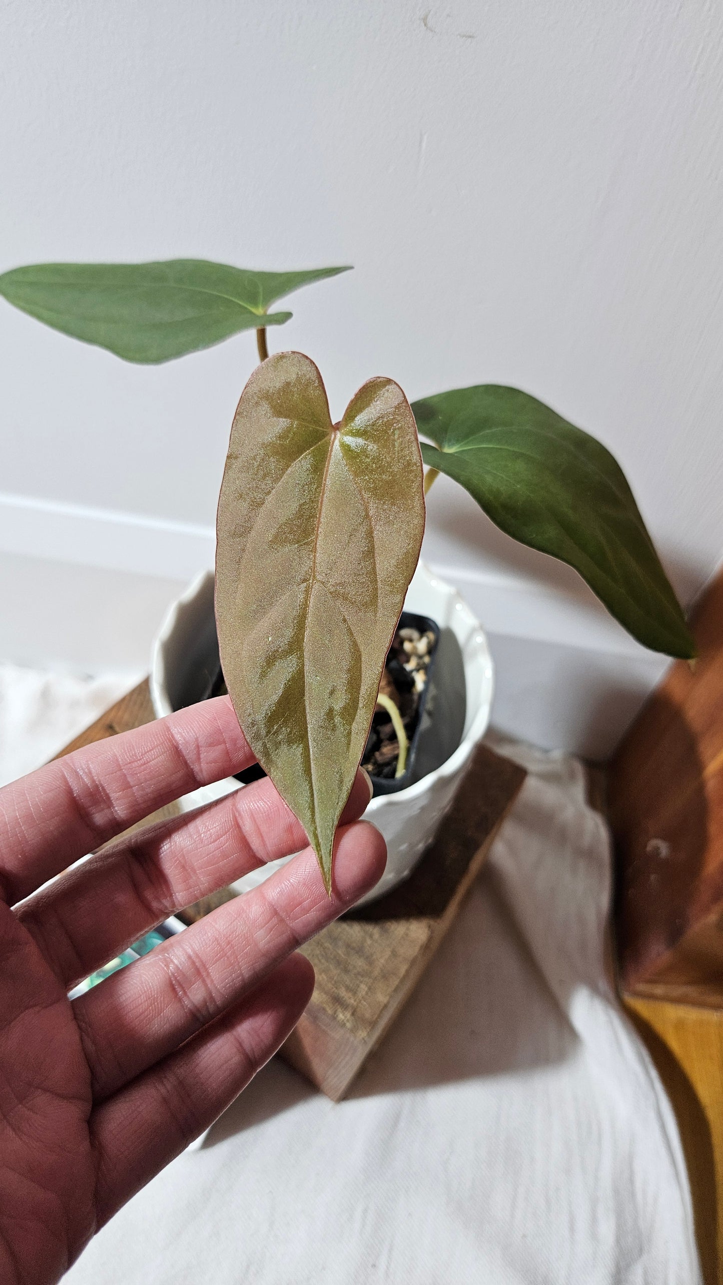 Anthurium Napo X Papillilaminum "format MOYEN" (ANT-417)