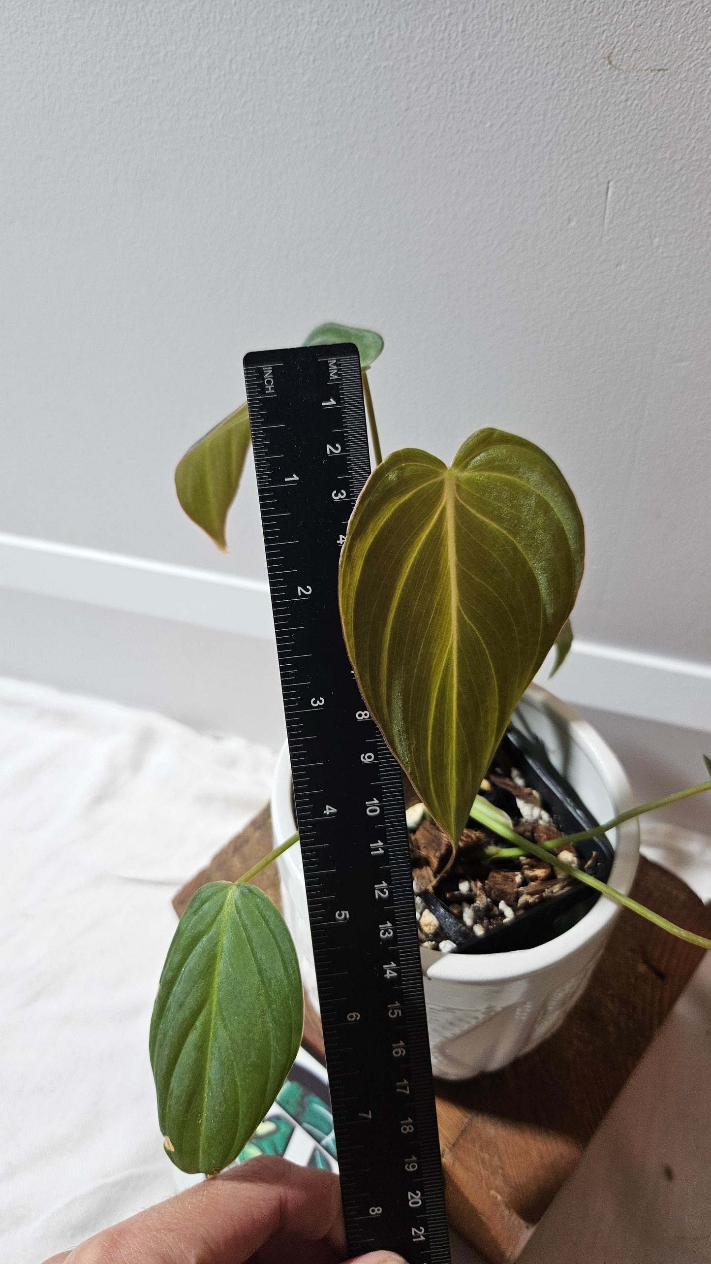 Philodendron Glorious (PHI-636)