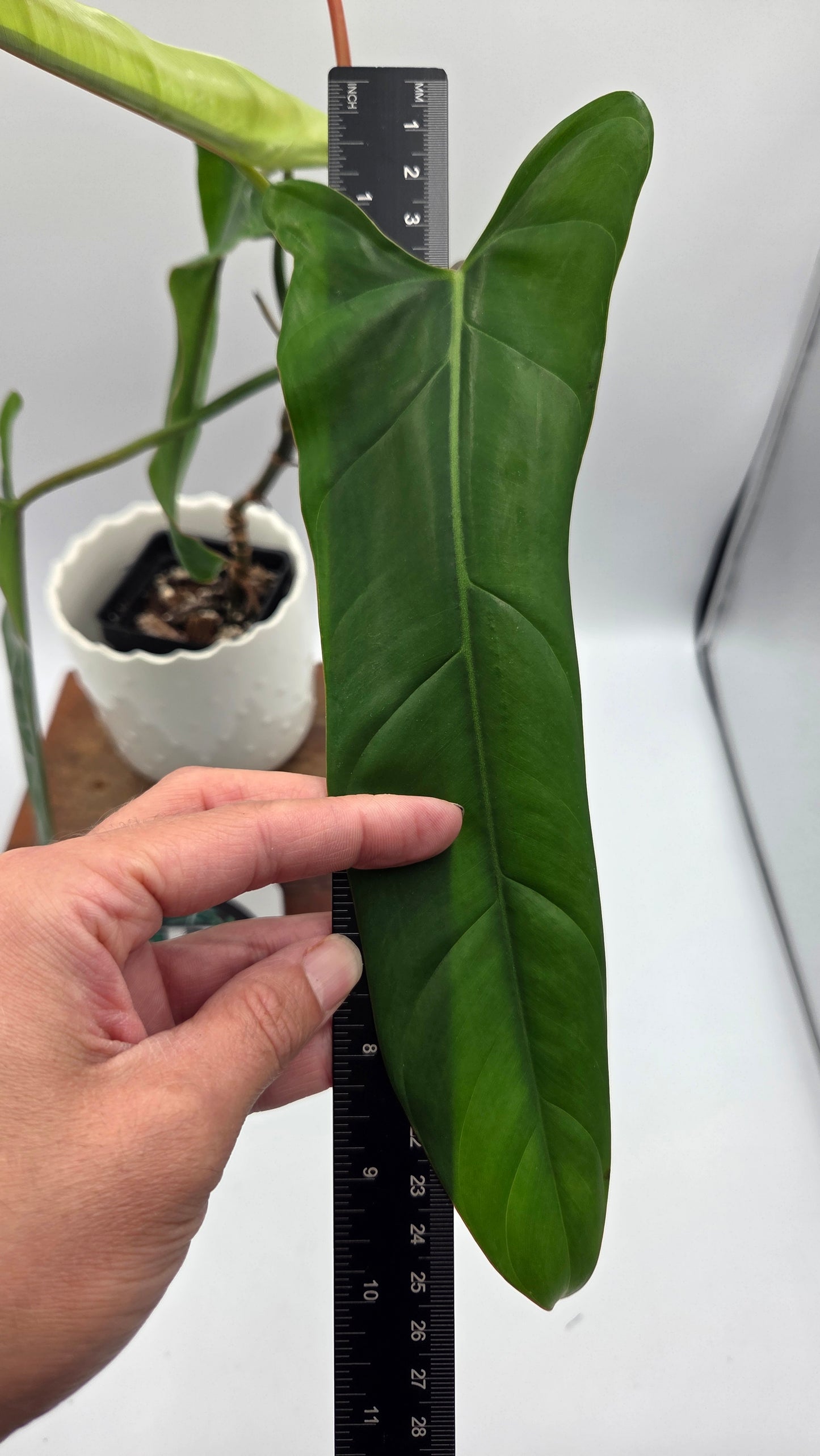 Philodendron Billietiae Aff (PHI-1077)