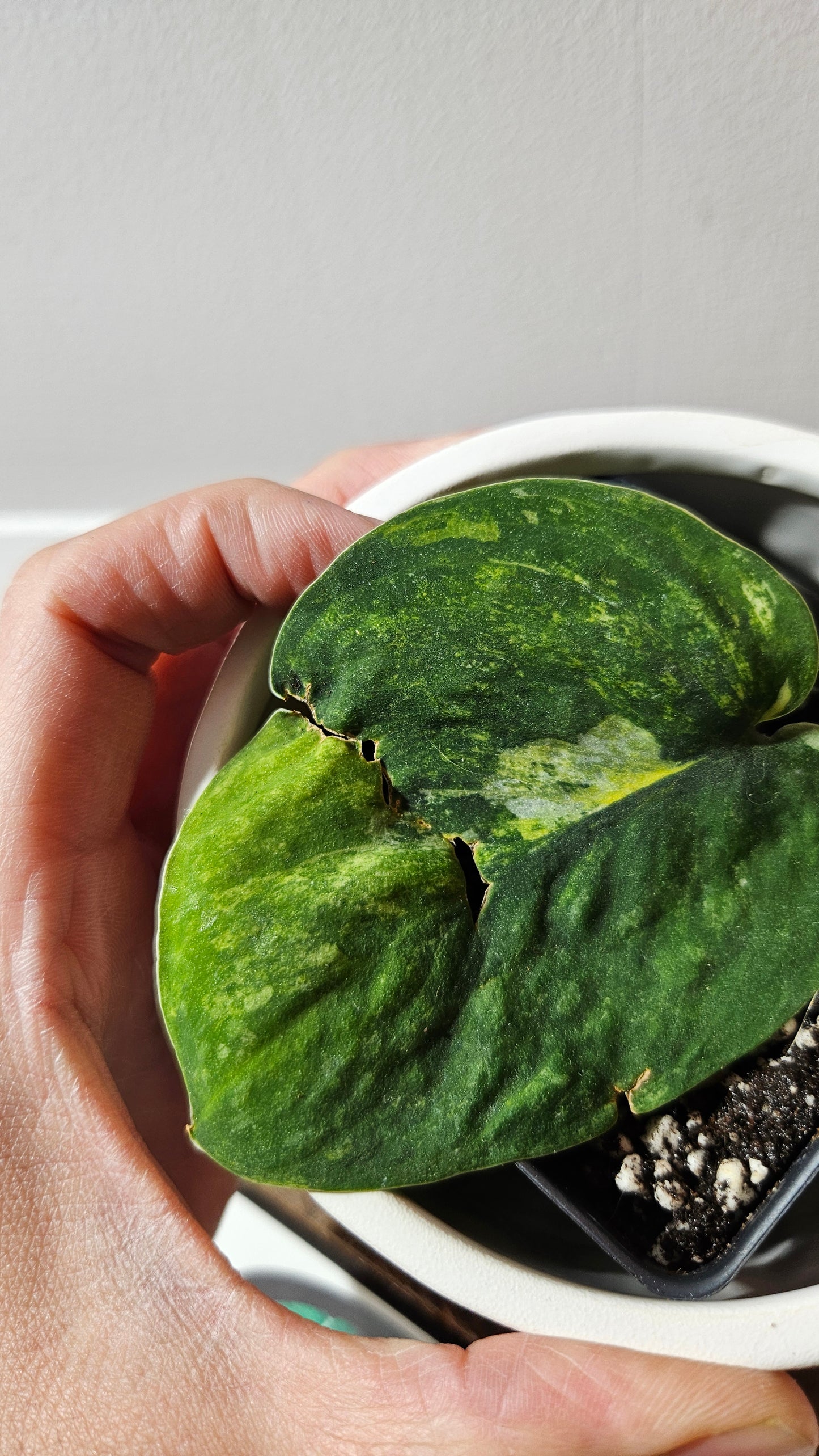 Scindapsus Parahiyangan (SCI-1067)