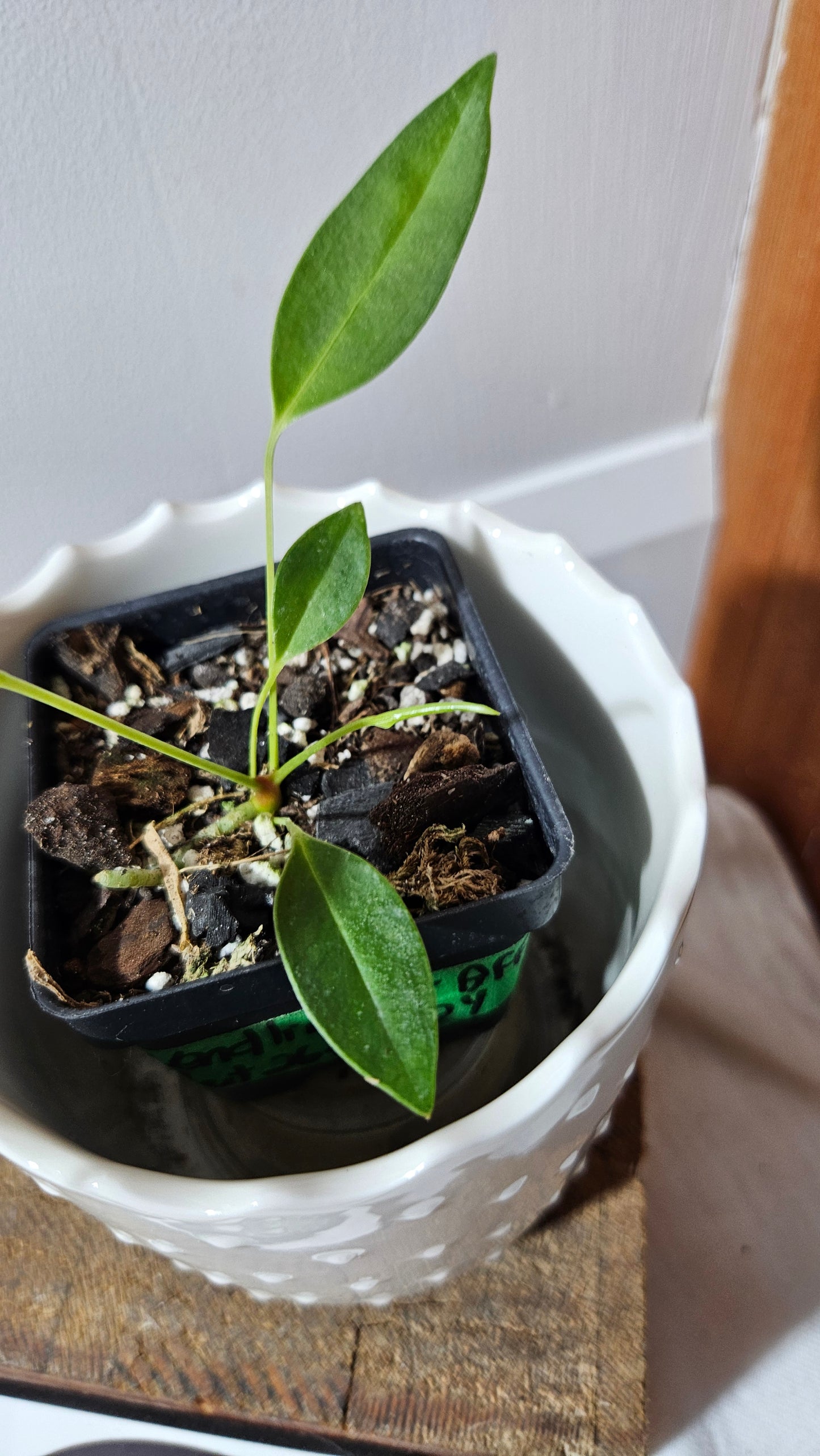 Anthurium Wendlingeri Aff "format PETIT" (ANT-535)