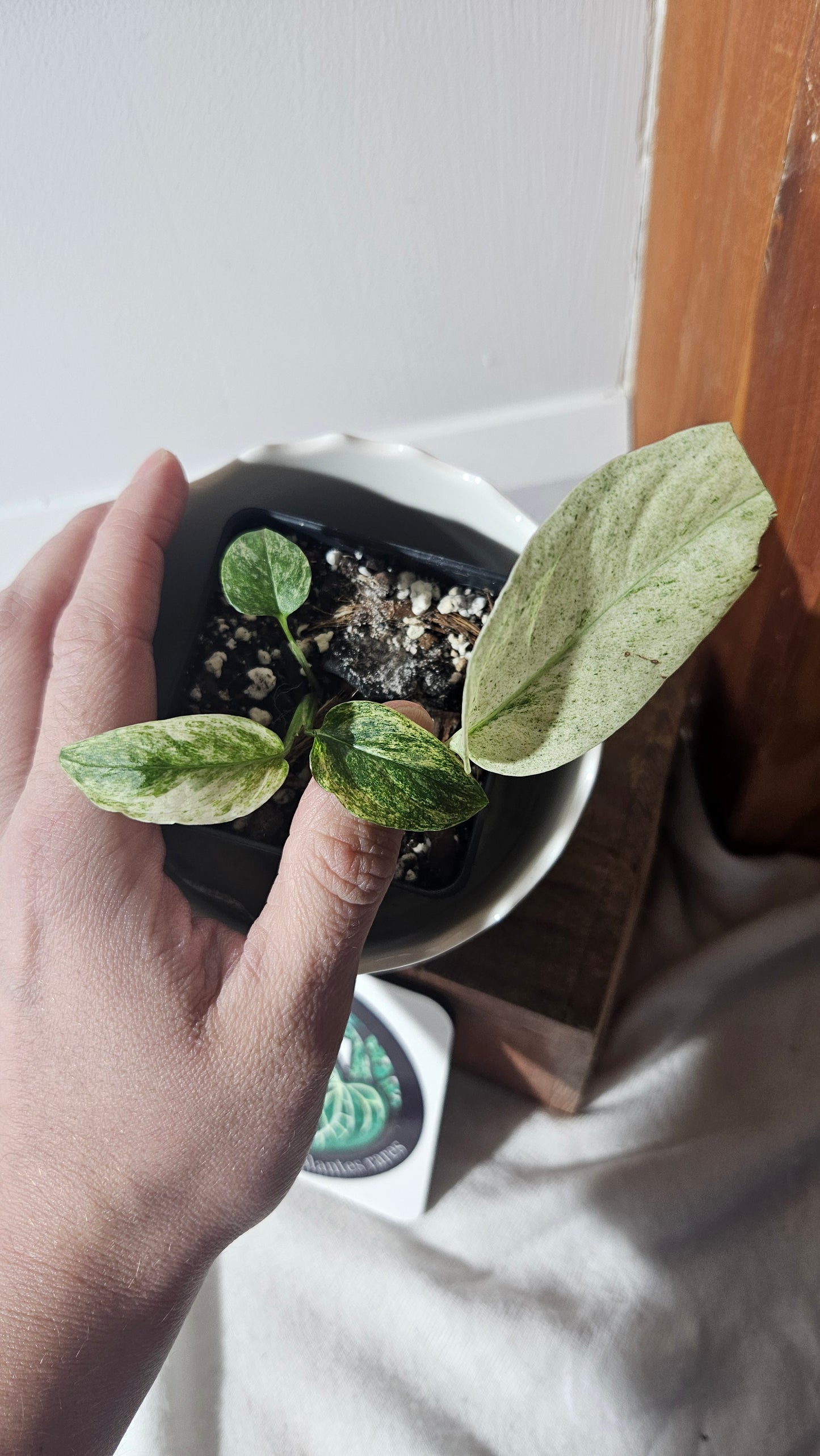 Monstera Laniata Mint (MON-391)