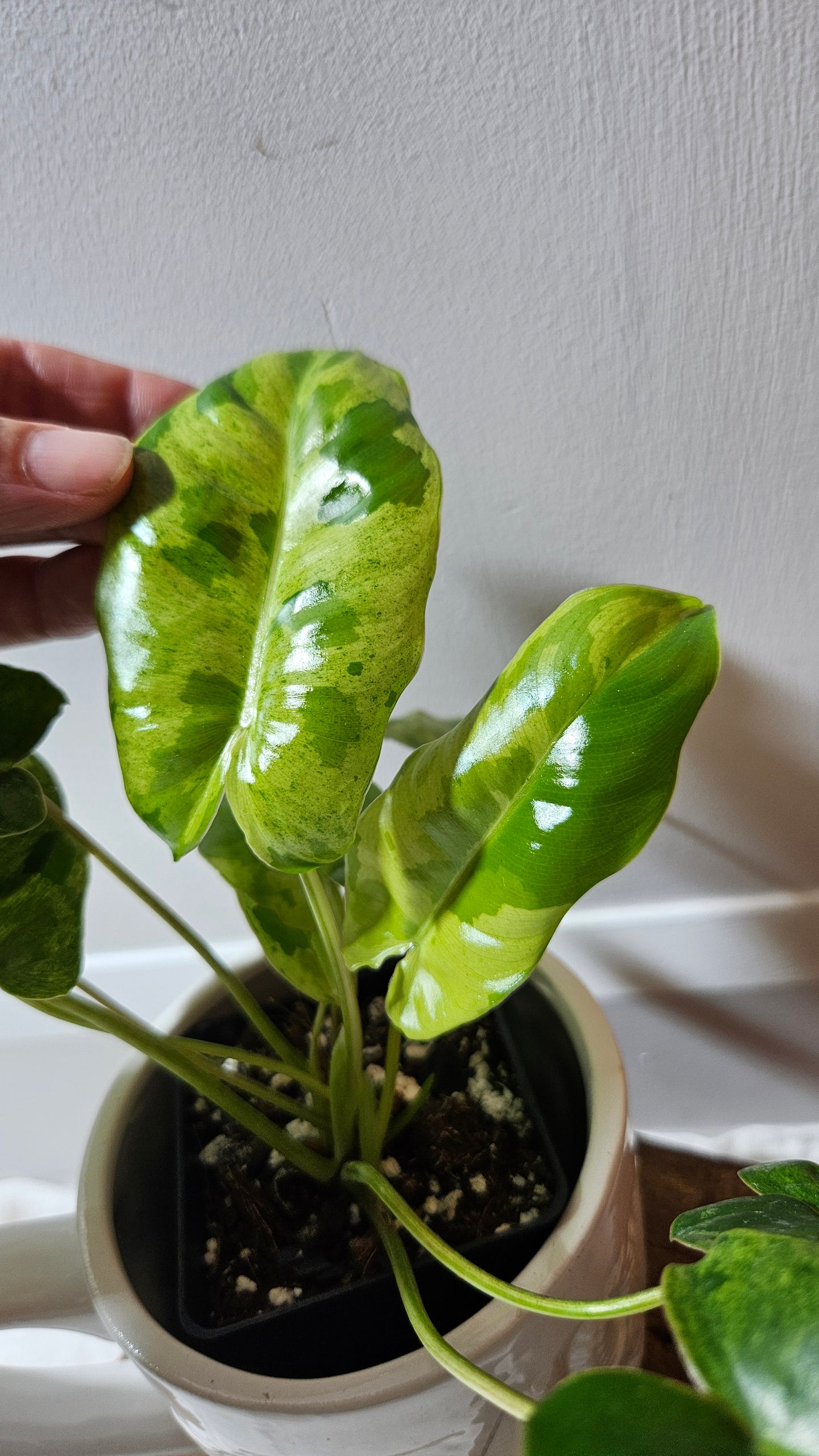 Philodendron BurleMarx Variegata X Paraiso Verde (PHI-913)