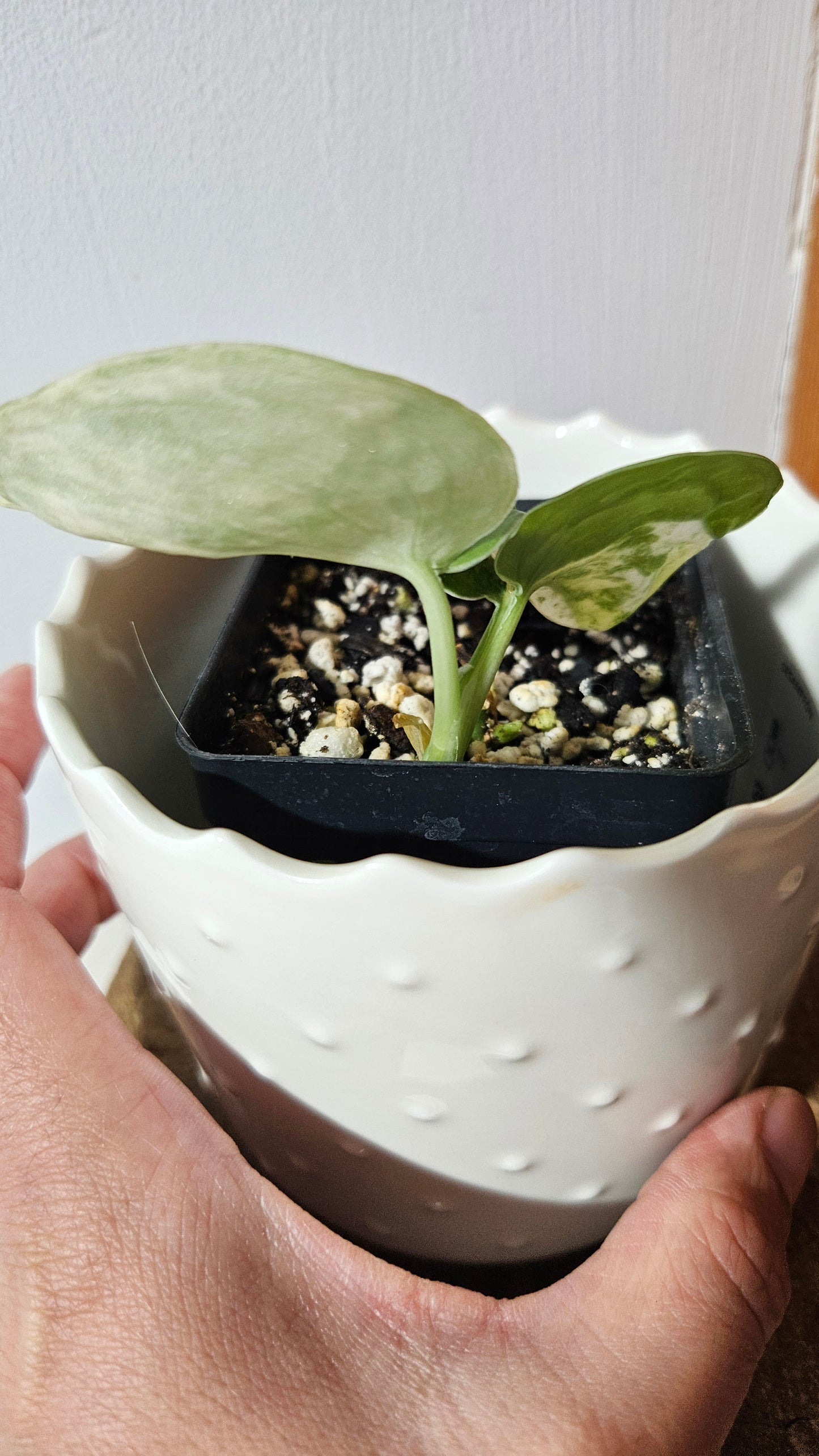 Scindapsus Black Dragon Variegata (SCI-1053)