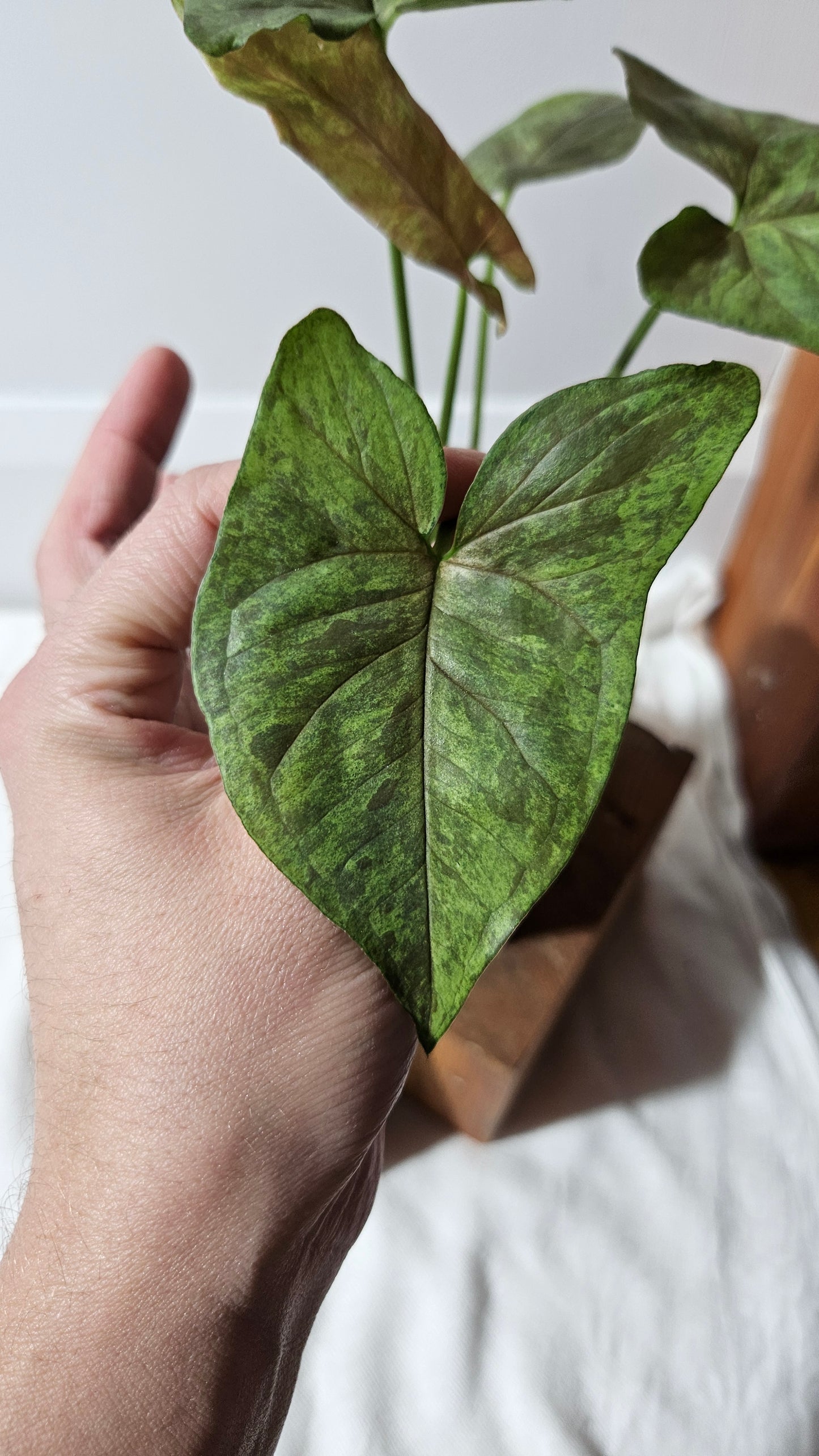 Syngonium Matcha Sprinkle (SYN-434)
