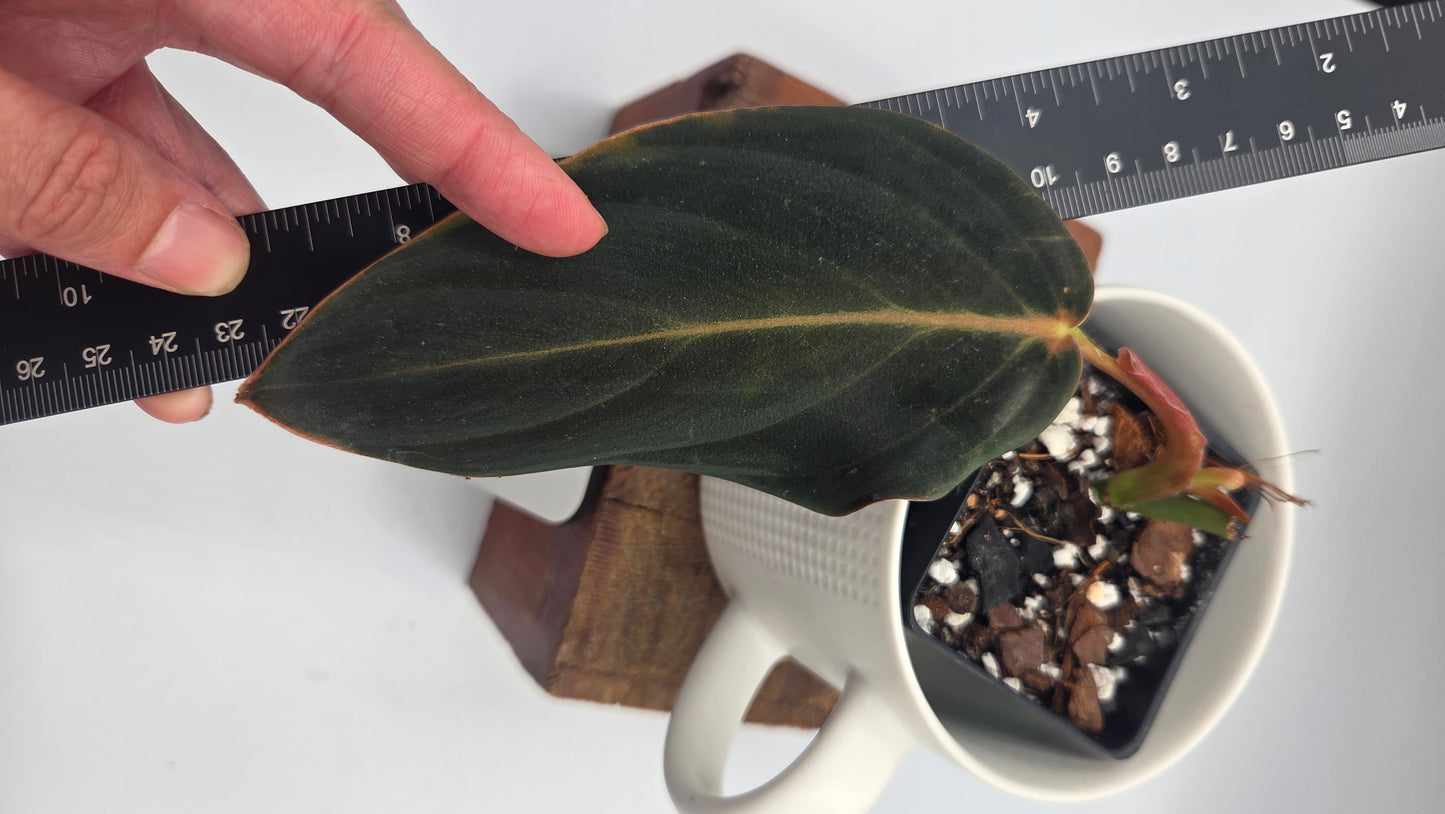 Philodendron Gigas (PHI-1054)