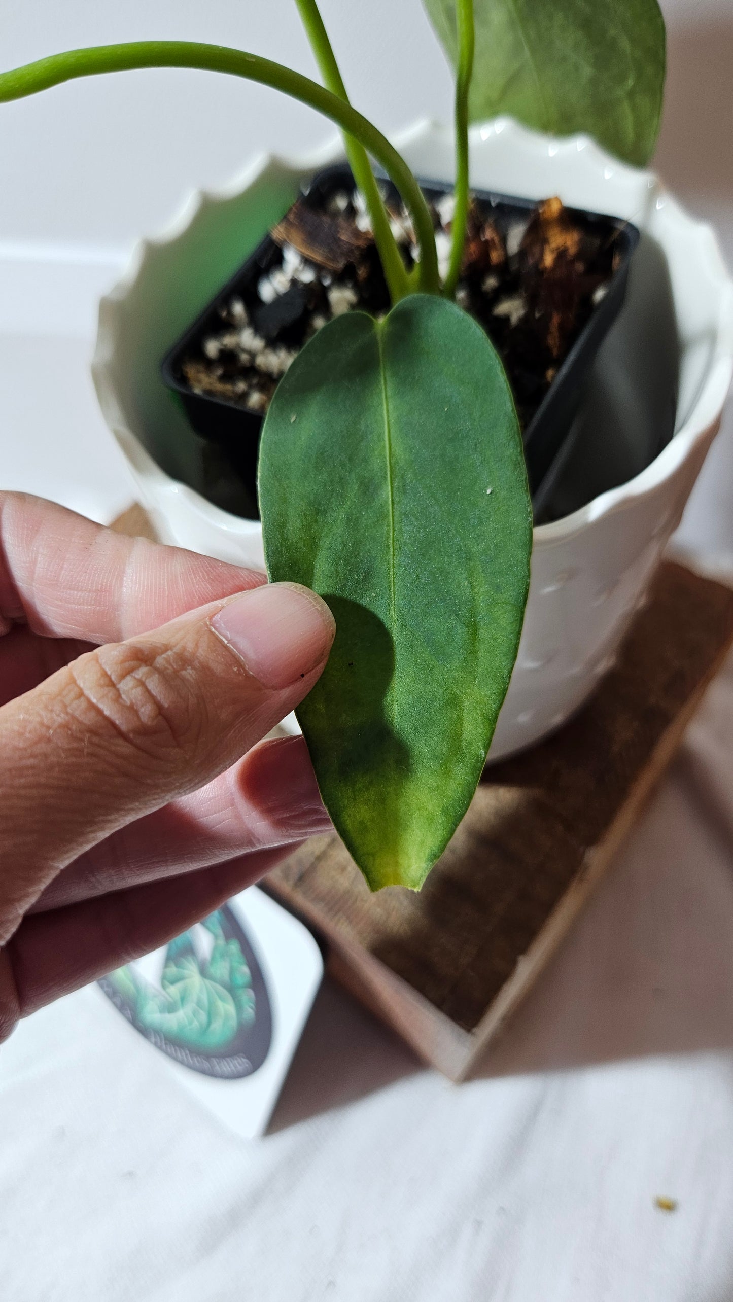 Anthurium Cirinoi X Forgetti "format PETIT" (ANT-435)