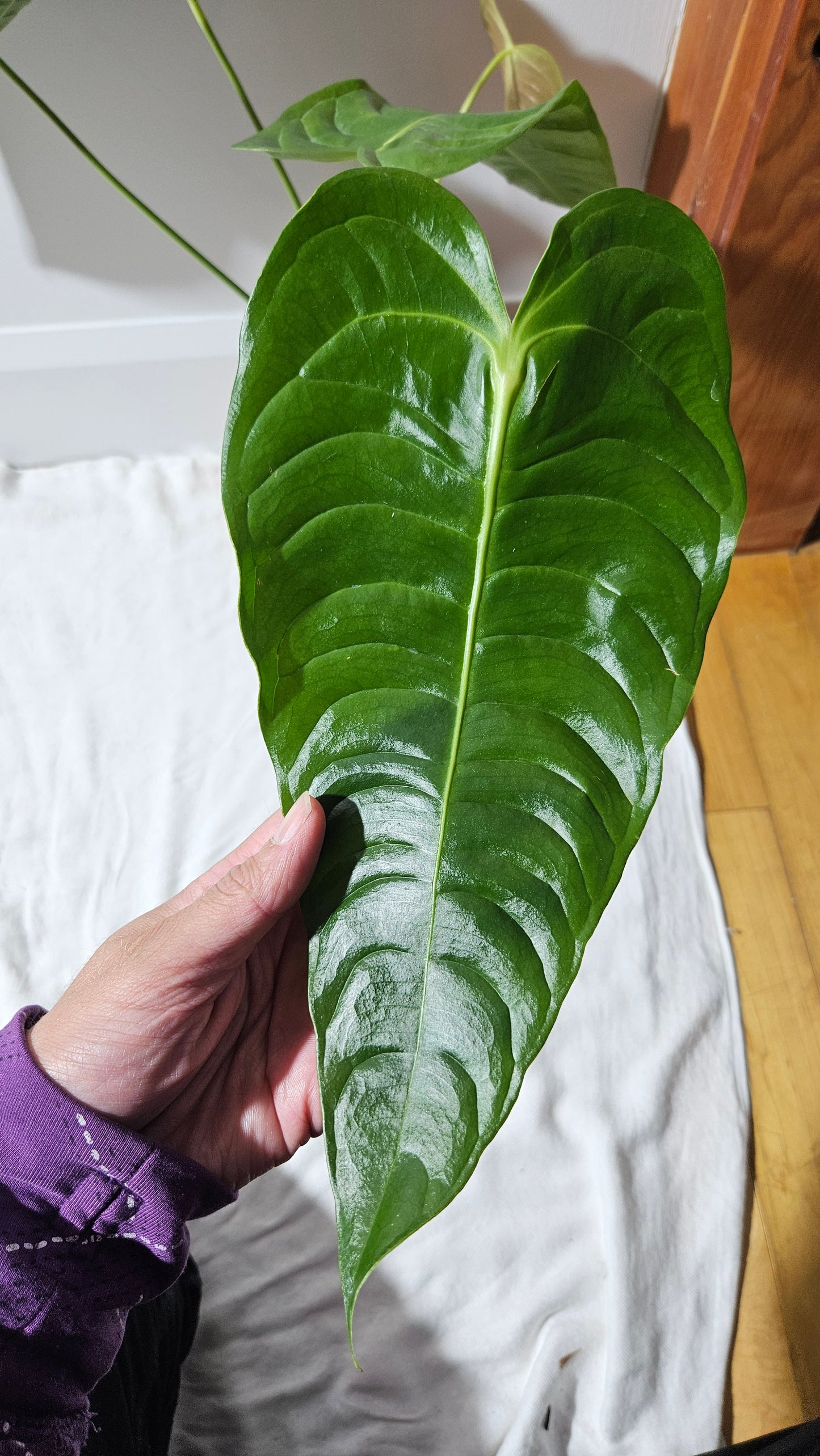 Anthurium Veitchii "format LARGE" (ANT-489)