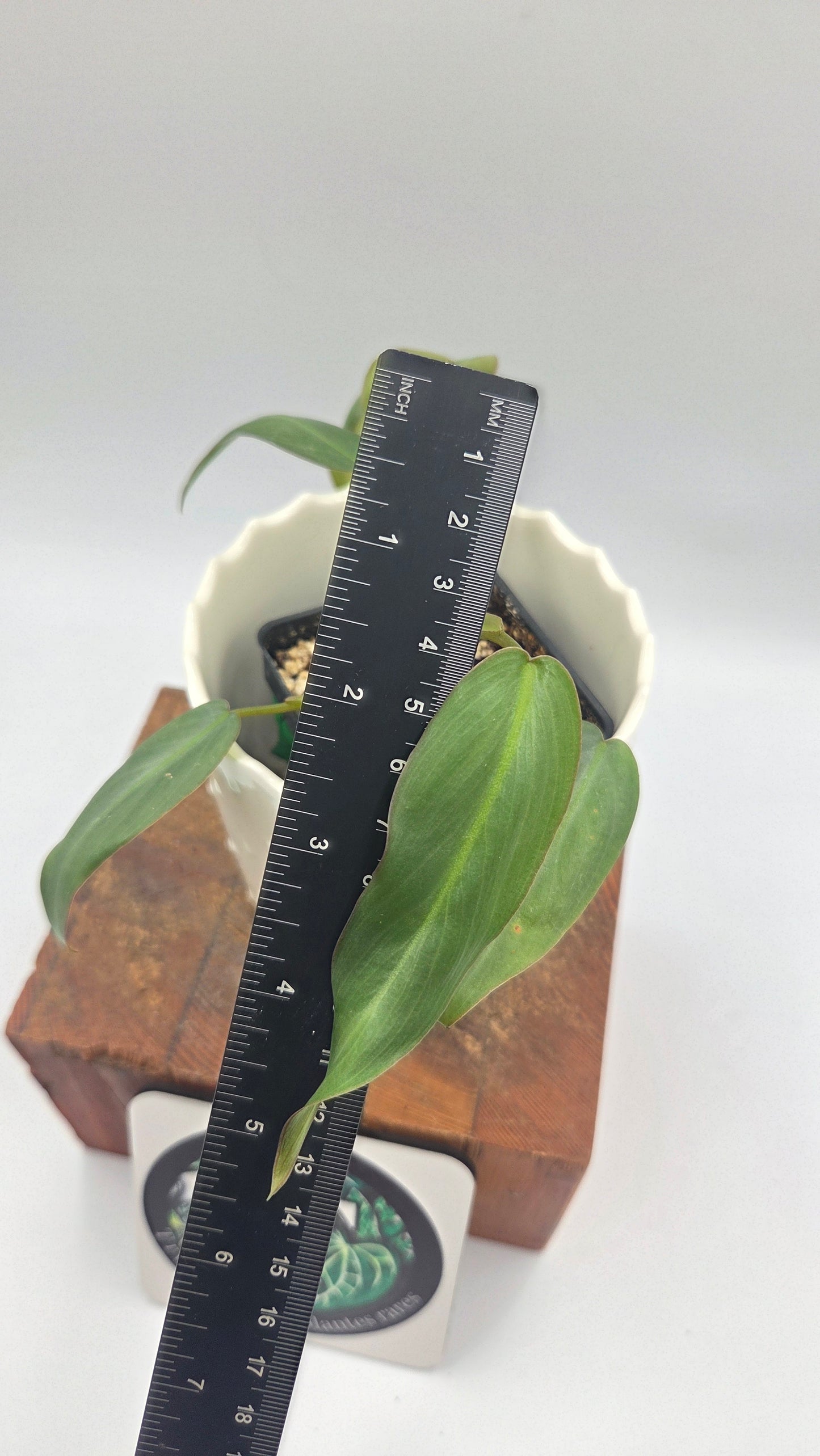 Philodendron Maximum (PHI-1042)