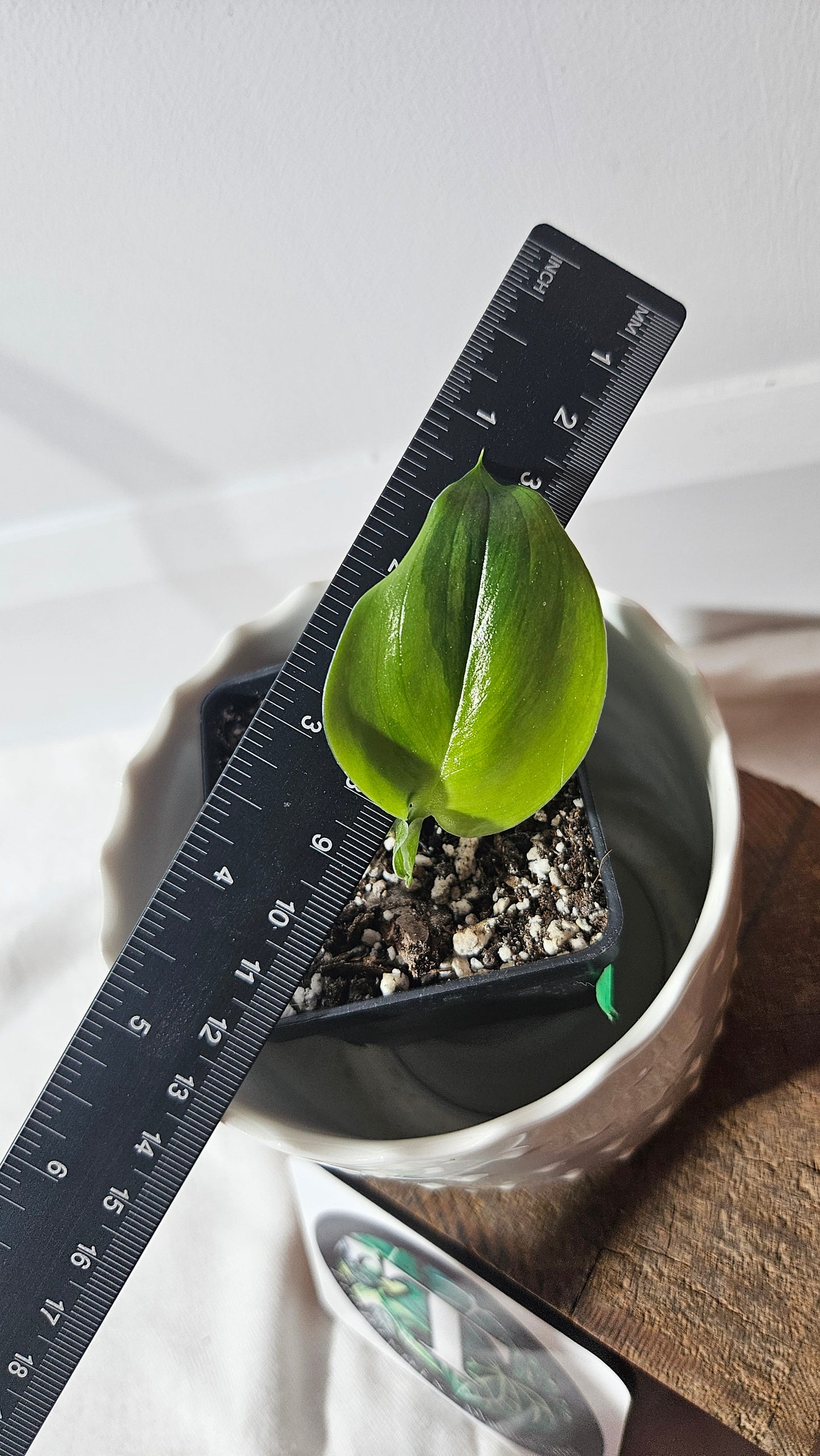 Scindapsus Treubii Moonlight "Green on green" (SCI-804)