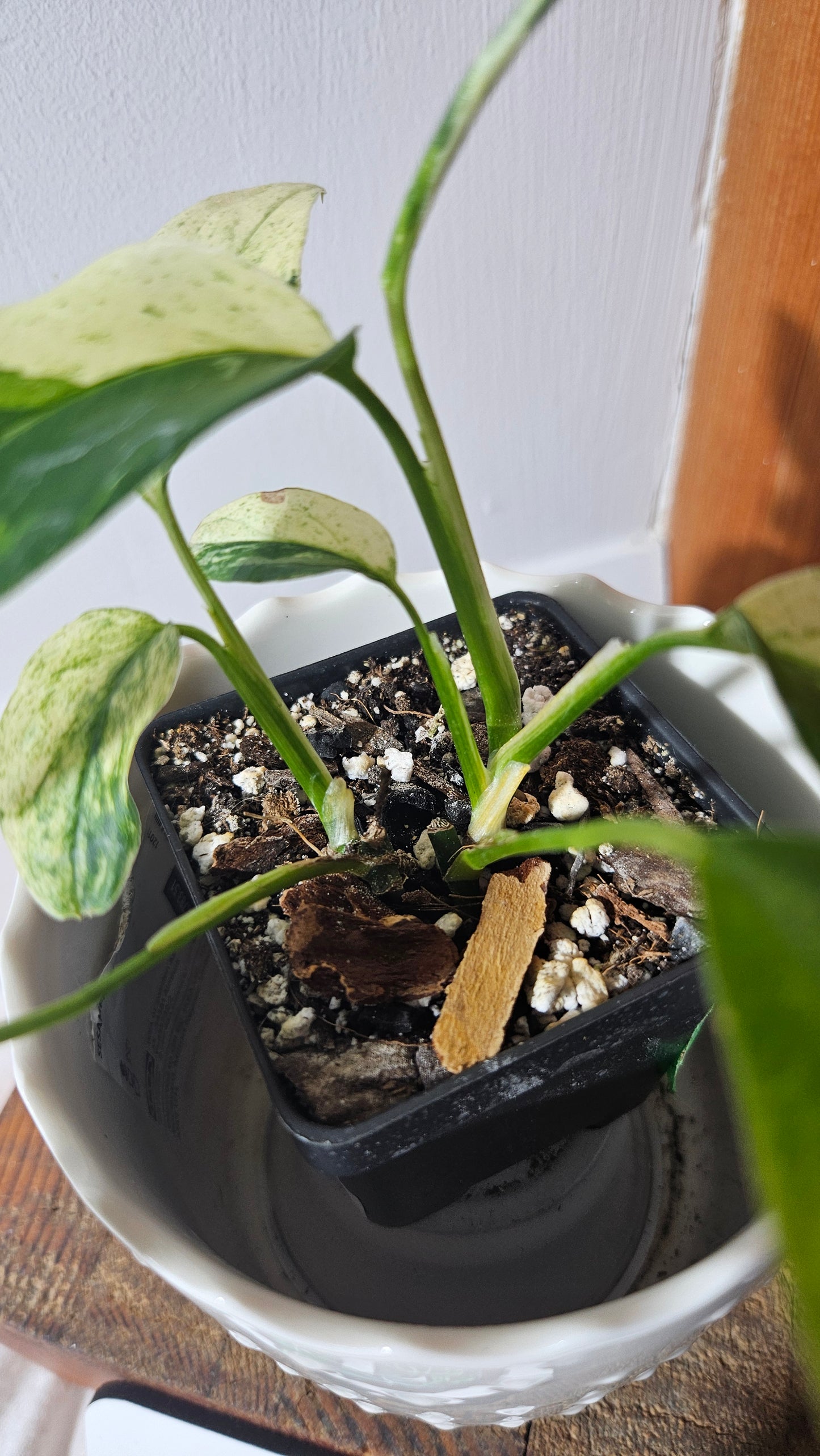 Monstera Laniata Mint (MON-398)