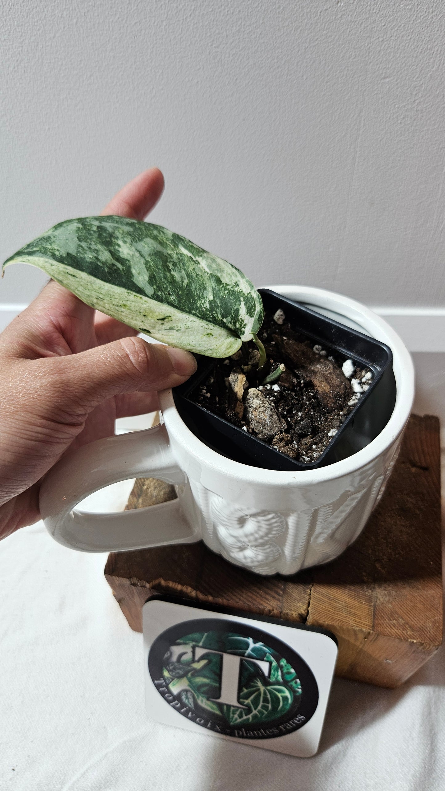 Scindapsus Black Dragon white (SCI-1207)