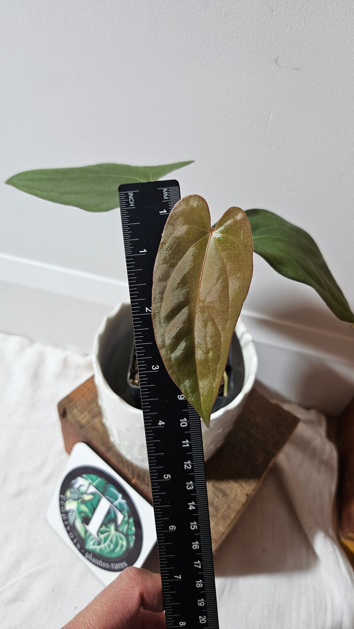 Anthurium Napo X Papillilaminum "format MOYEN" (ANT-417)