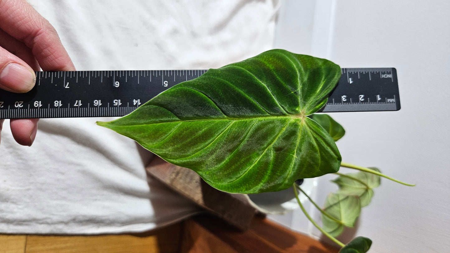 Philodendron Verrucosum Melon (PHI-792)