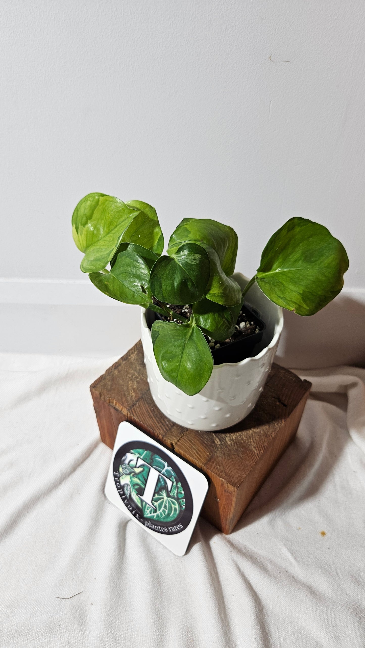 Epipremnum Aureum Manjula yellow/Olivia/Mint (EPI-215)