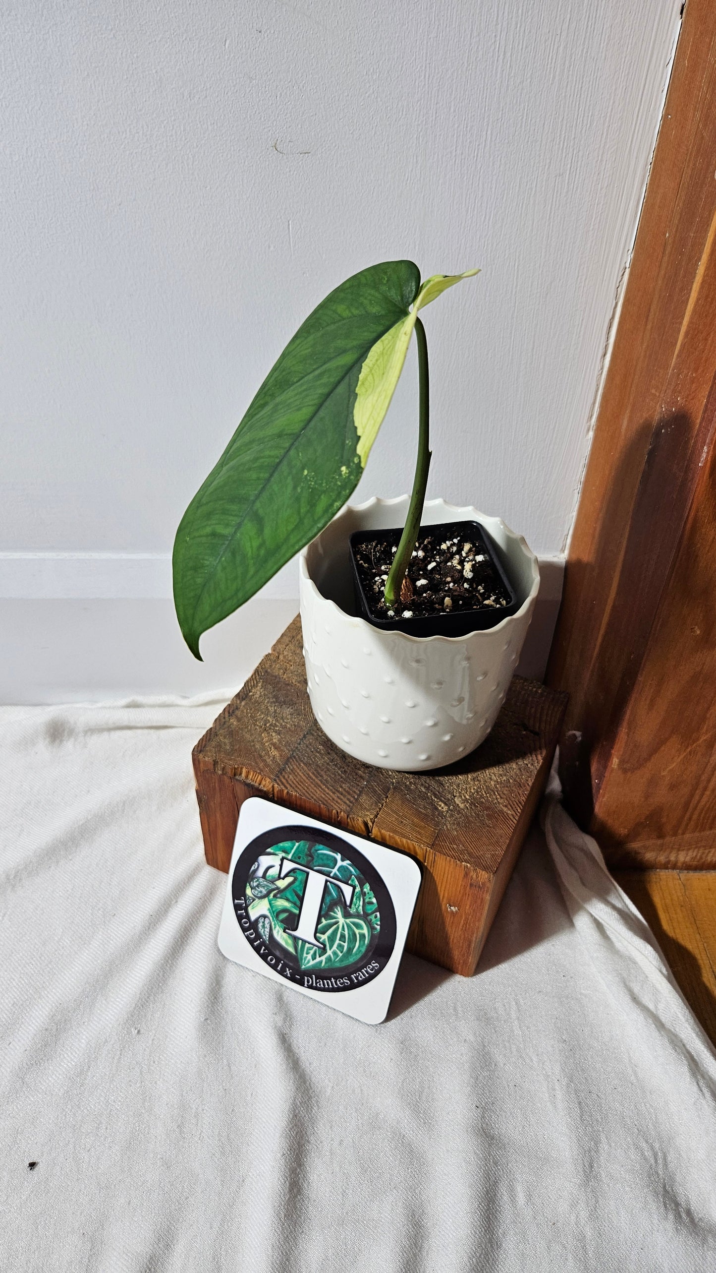 Syngonium Chiapense Albo (SYN-452)