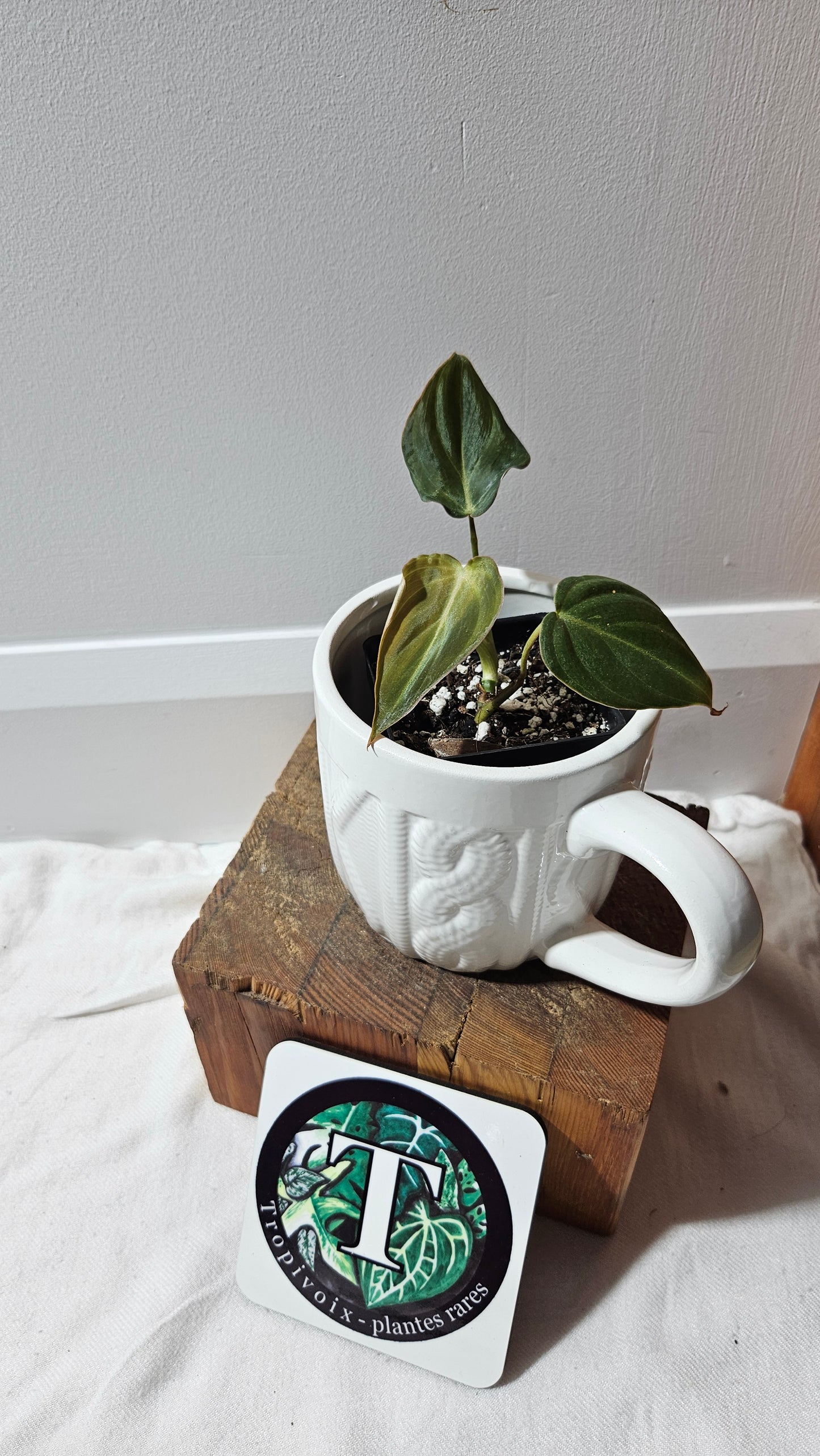 Philodendron Glorious (PHI-902)