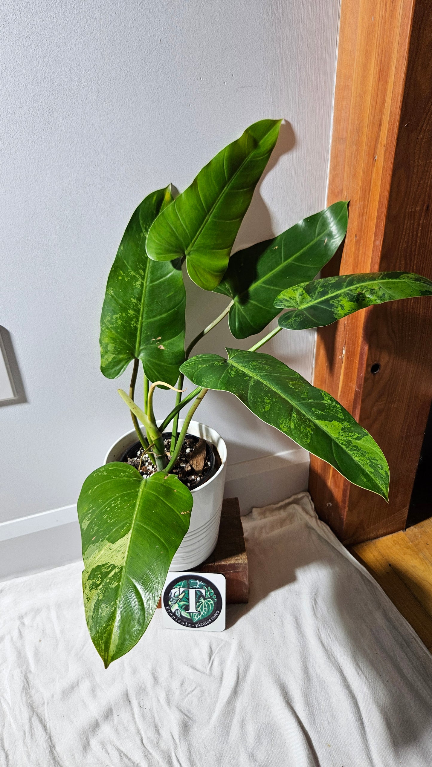 Philodendron whipple Way Variegata (PHI-896)