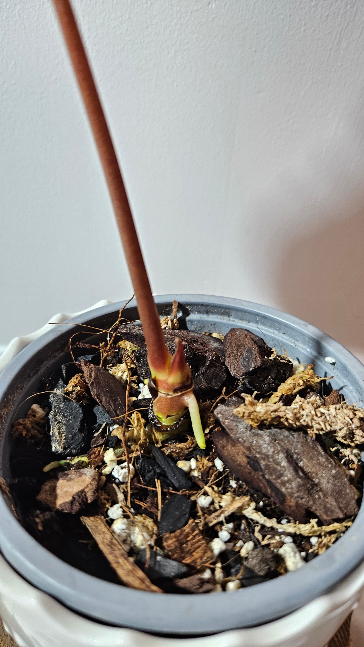 Anthurium SP Black Velvet "format MOYEN" (ANT-503)