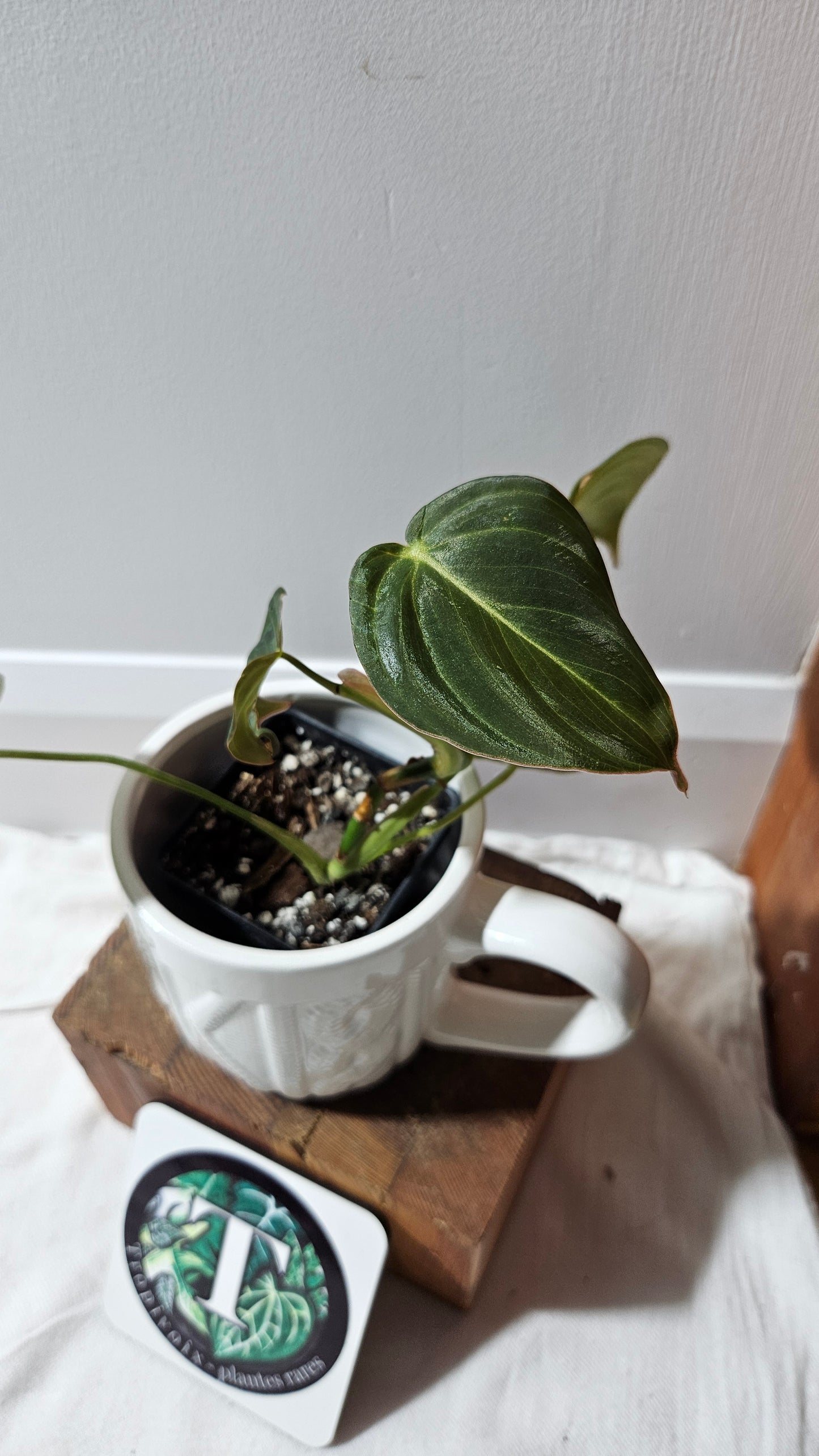 Philodendron Glorious (PHI-901)