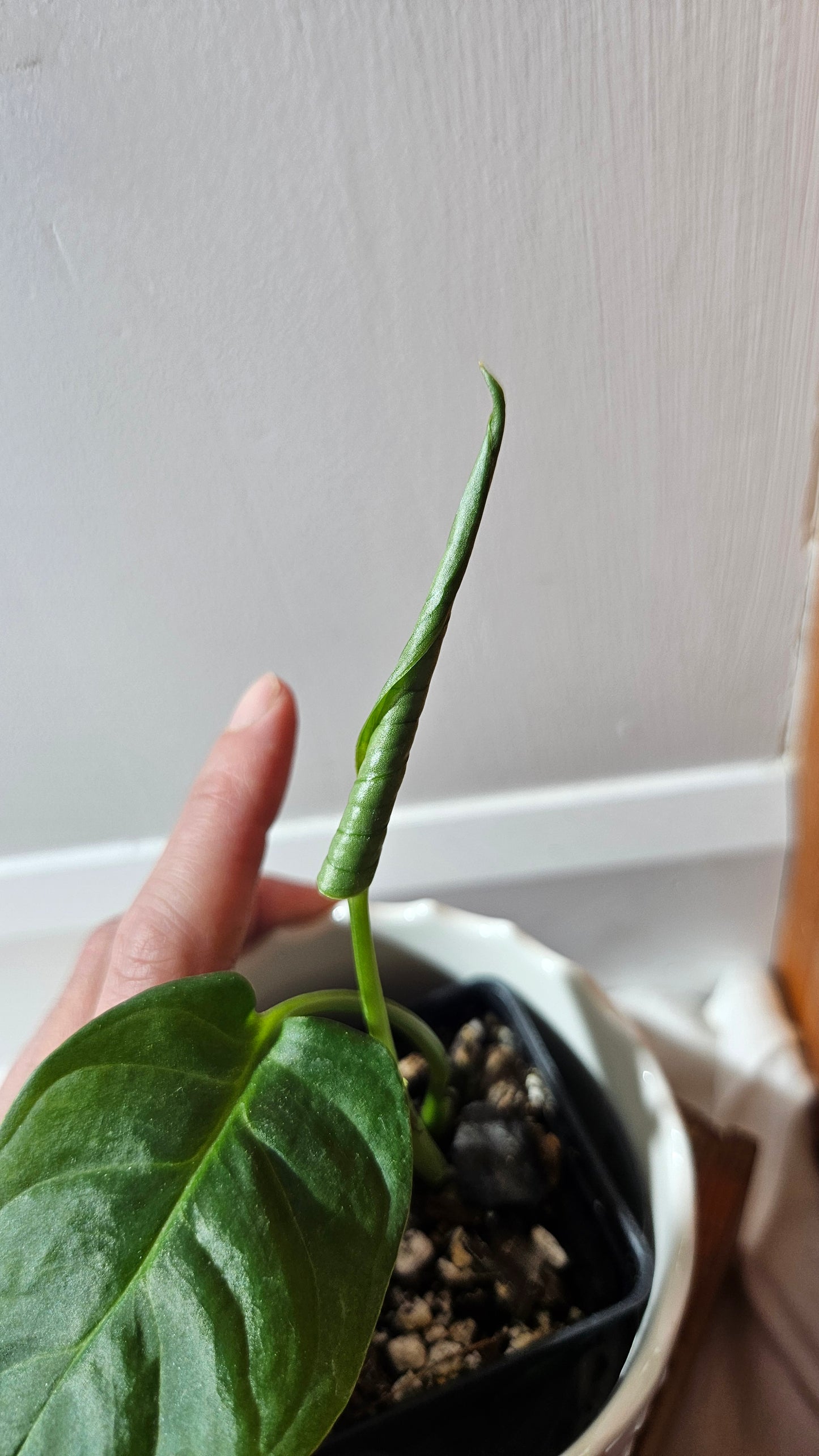 Monstera Obliqua Aff Esmeraldense Golden (MON-439)