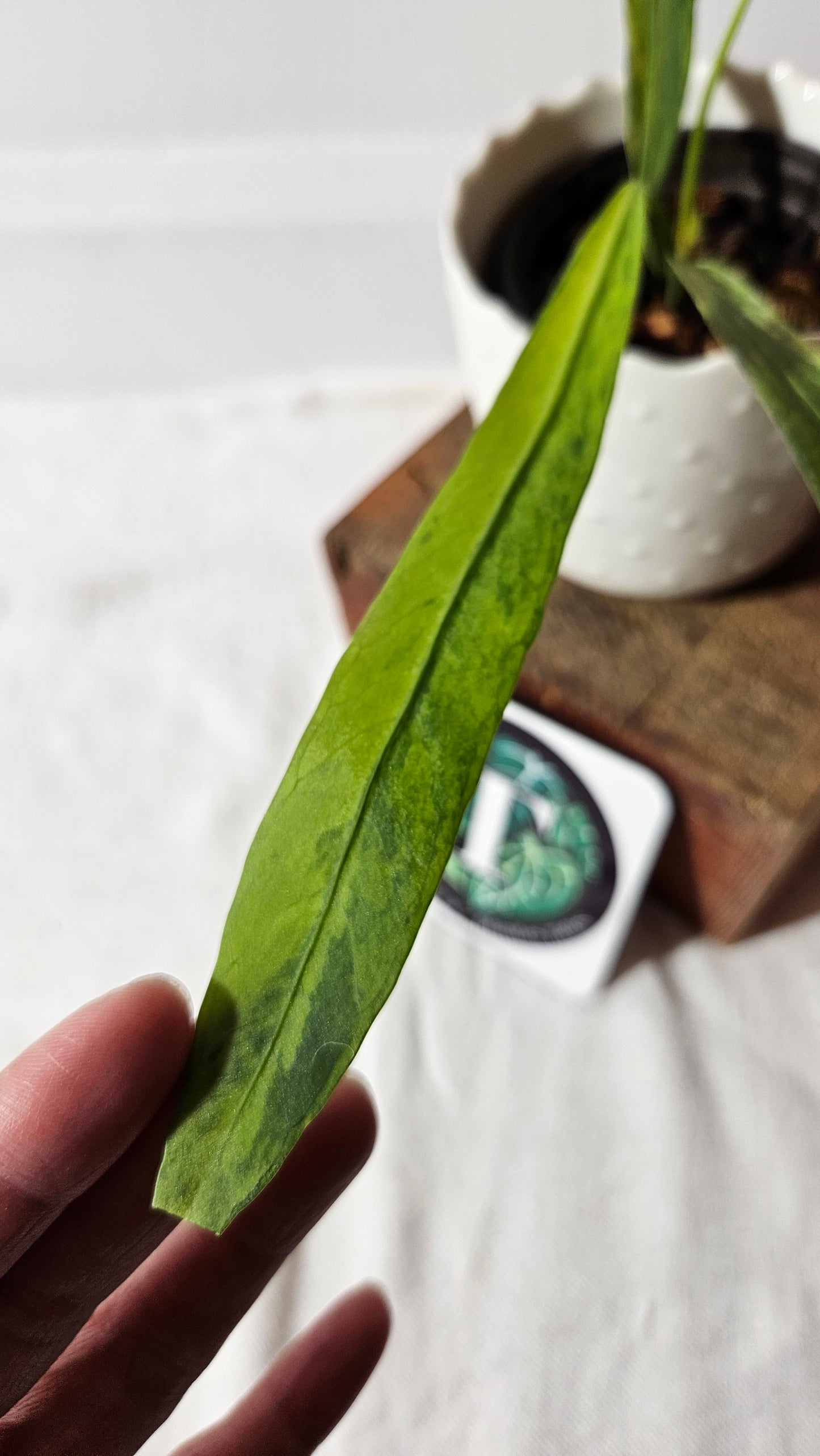Anthurium Vittarifolium Variegata "format MOYEN"(ANT-310)